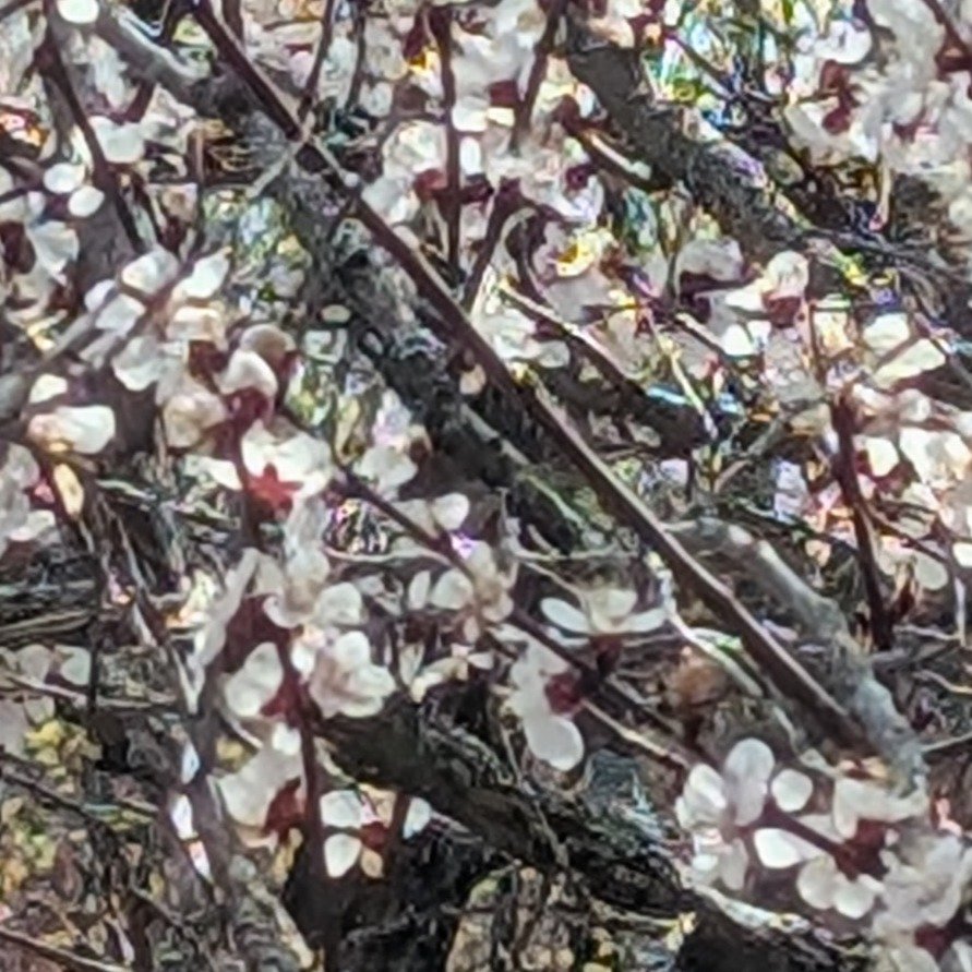 PXL_20250418_184526383 super crop.JPG