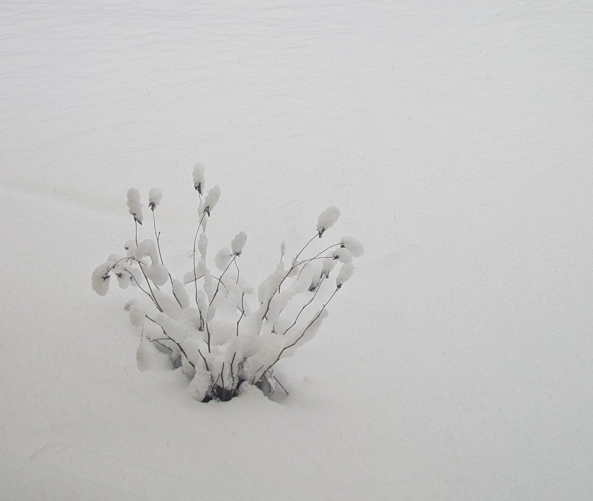 PXL_20260119_132428625.MP crop.JPG