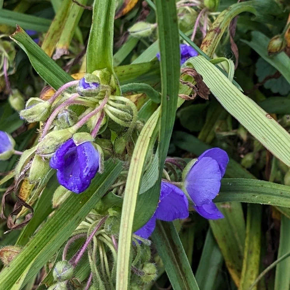 PXL_20230630_142656655 super crop.JPG