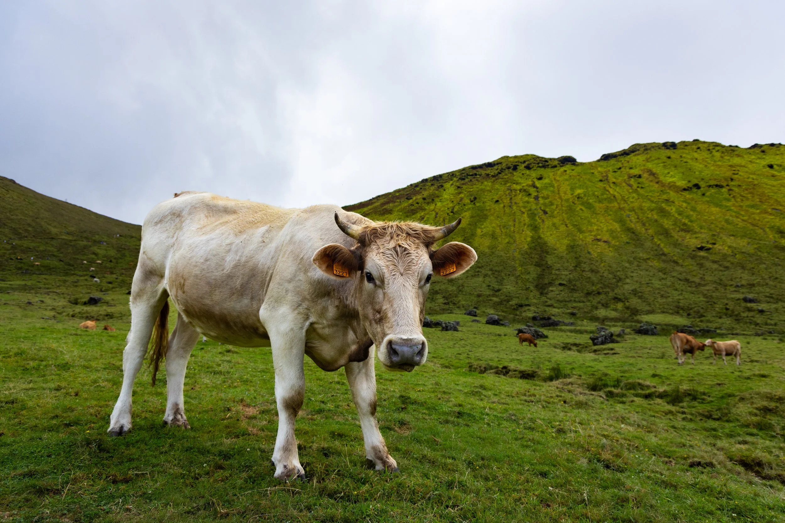20260830AZORES_Corvo__KGraczyk_039-2.jpg