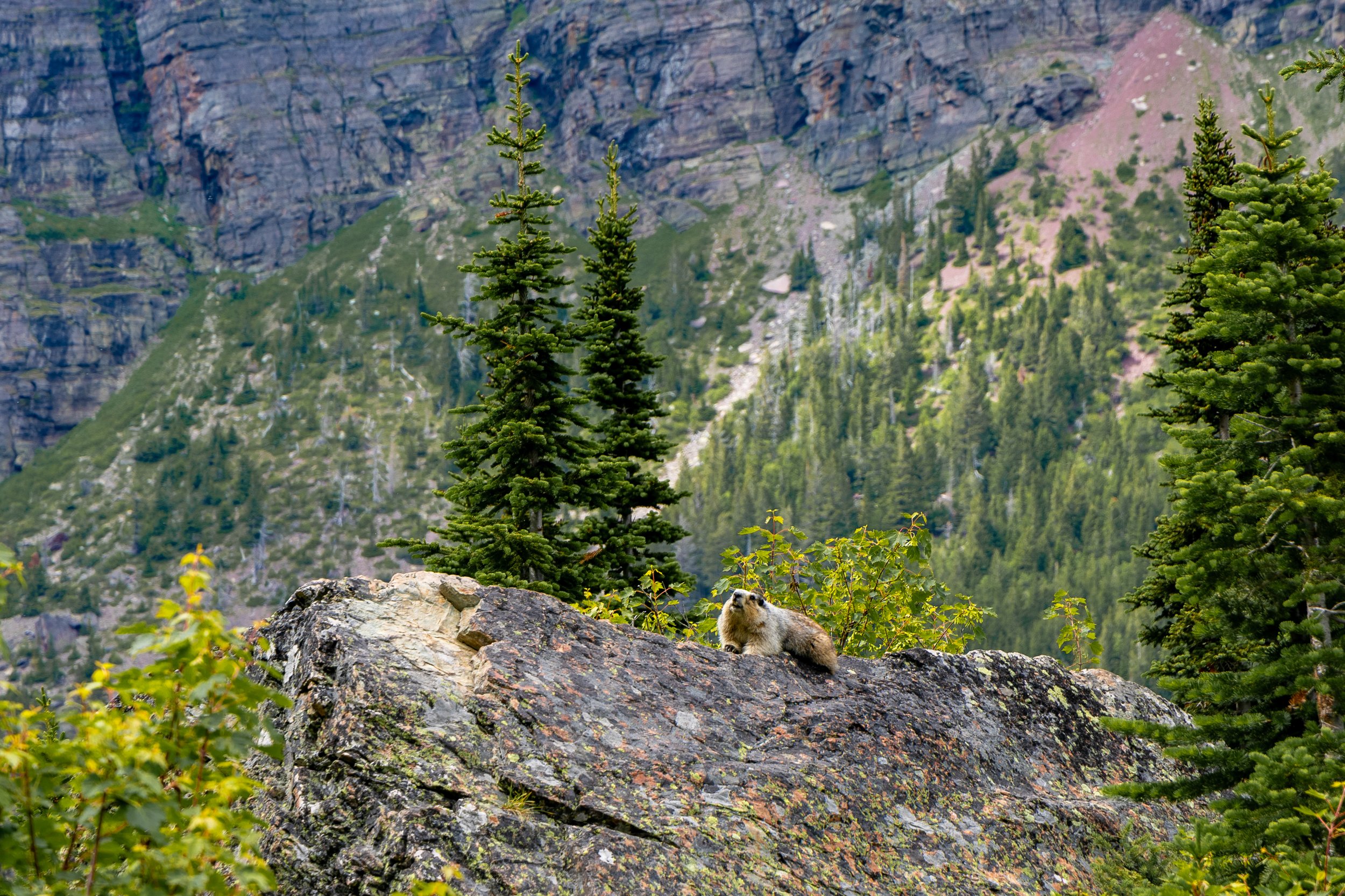 Marmot in Glacier National Park