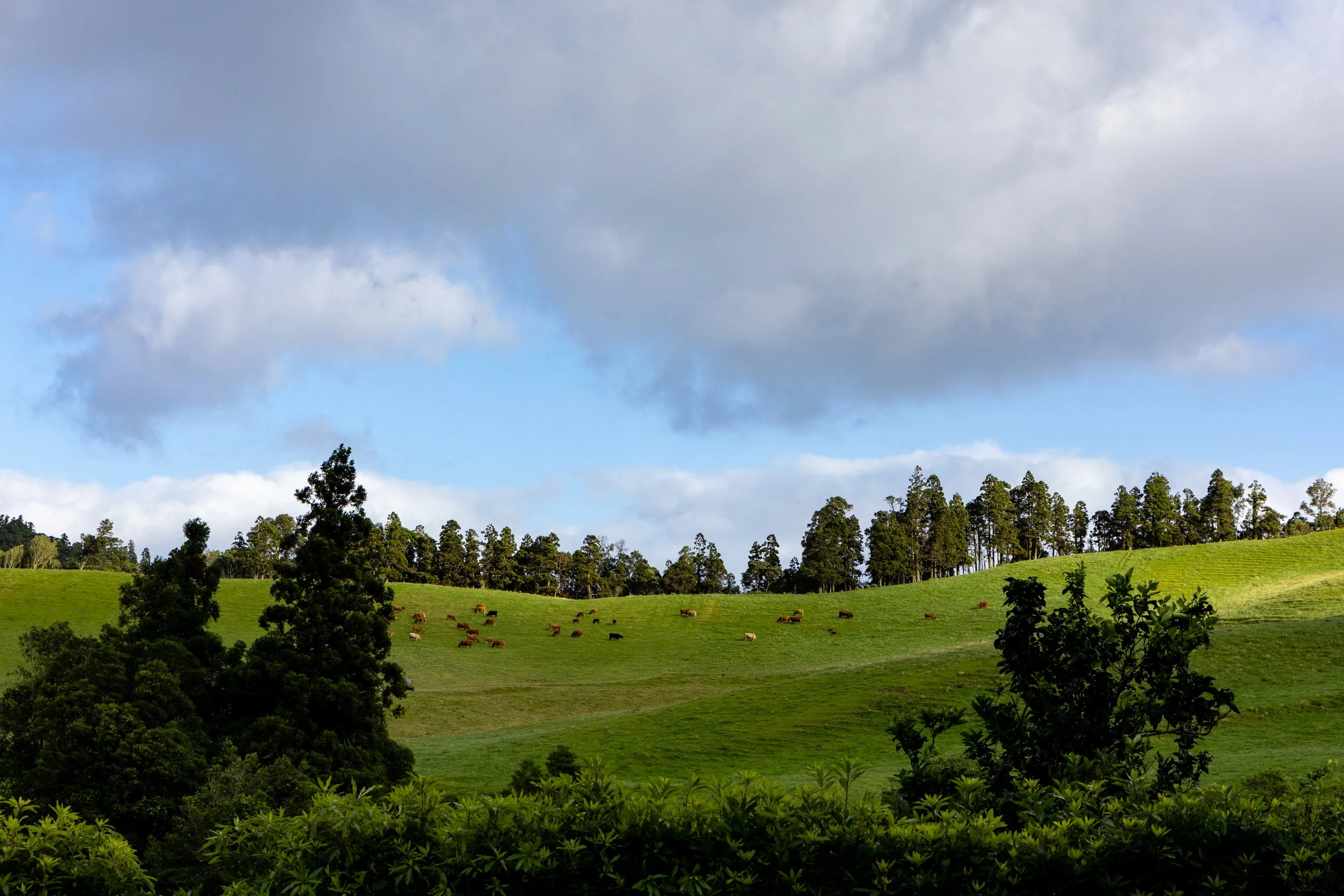 20260822AZORES_Furnas__KGraczyk_050.jpg