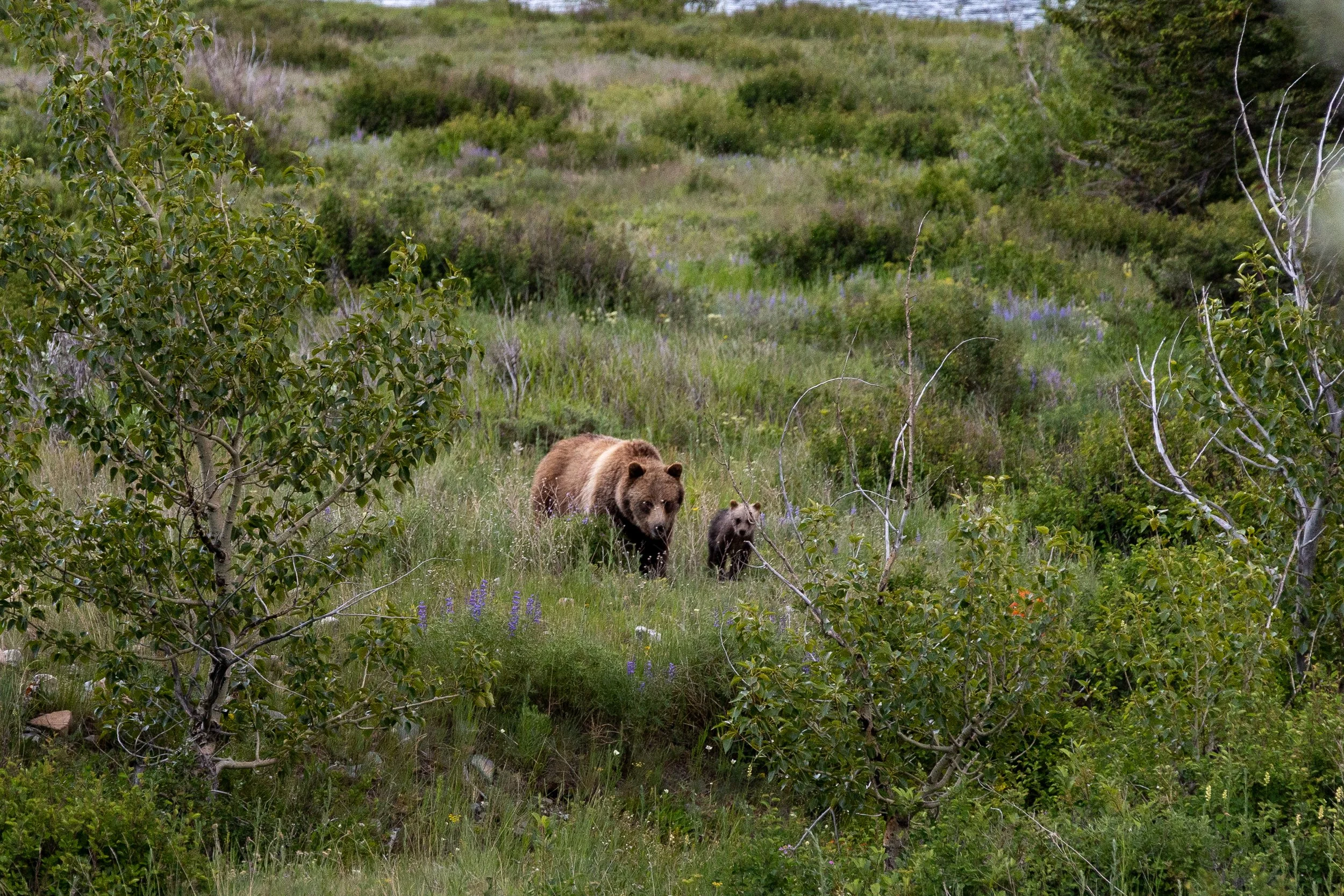 Bear in Glacier National Park