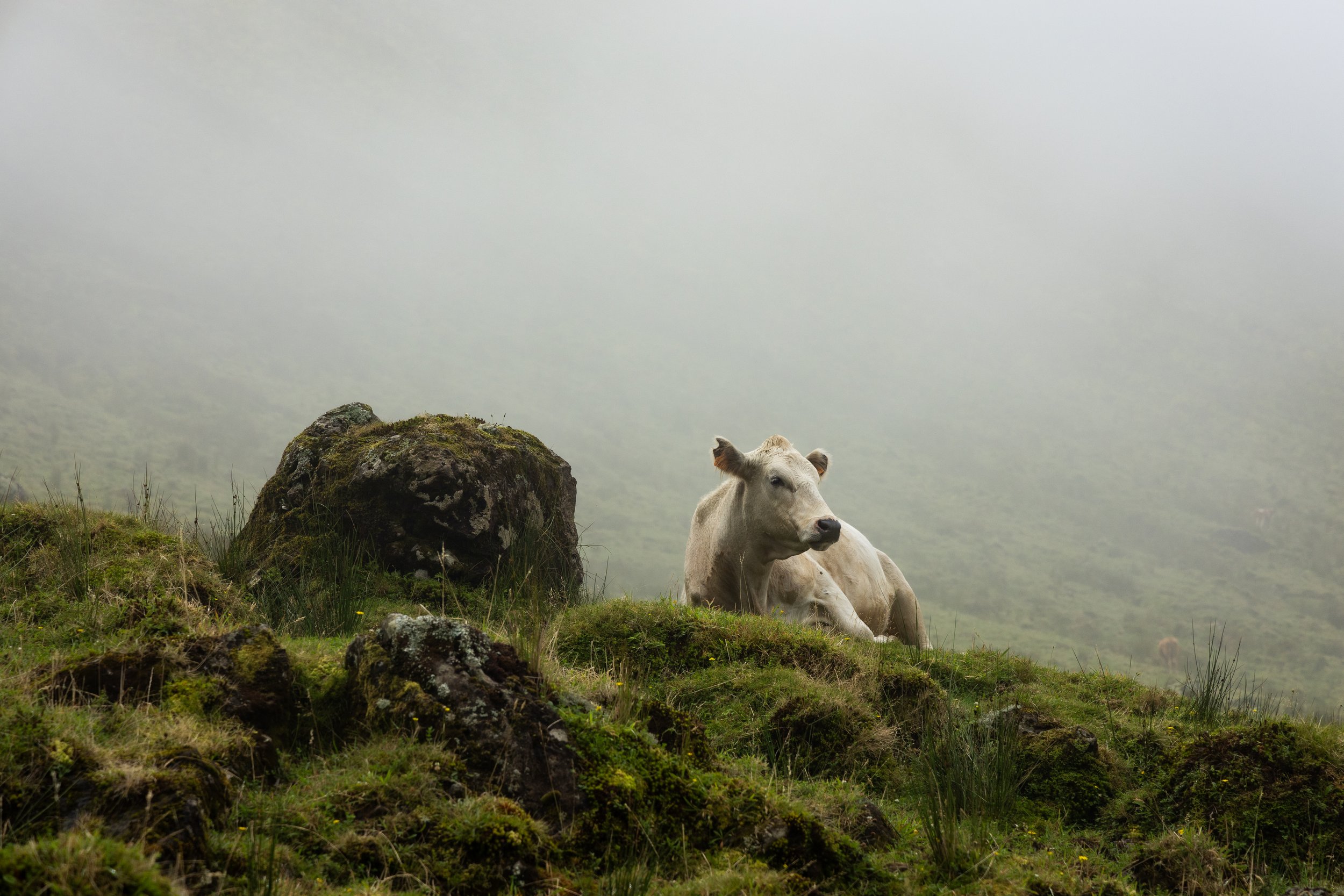 20260830AZORES_Corvo__KGraczyk_068.jpg