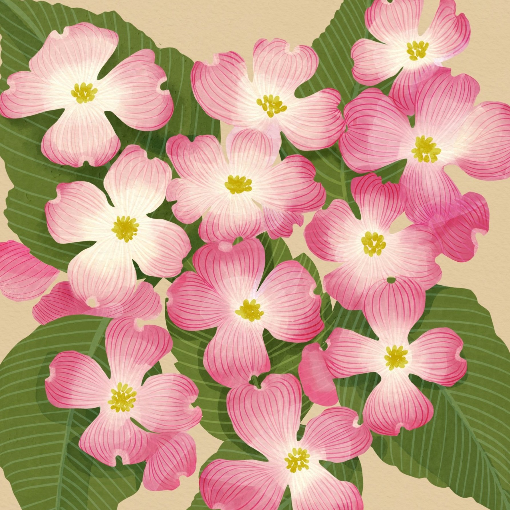 New+dogwood+2.jpg