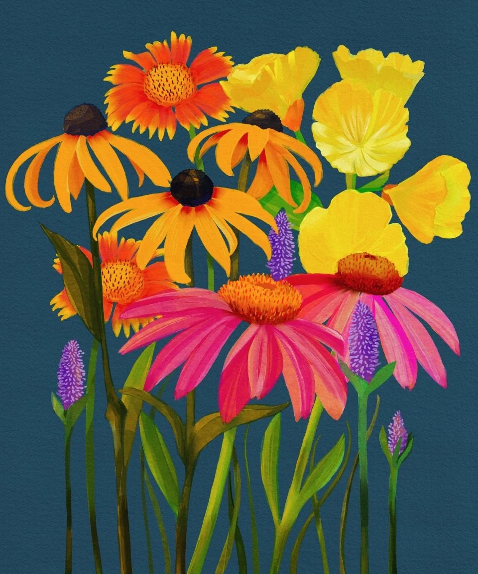 I was honored to be contacted by @sowtrueseed to illustrate flowers native to the Midwest for a seed package. They sent me the final product today and they are so sweet! I&rsquo;d love to do more projects like this. 💕🌸🌹🌺🌷🌻 

#seedpacket #seedpa