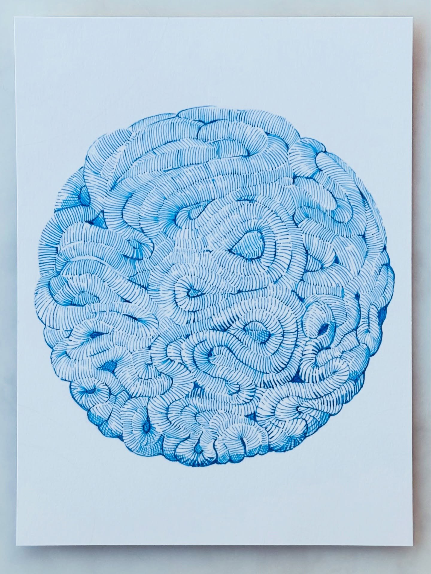 Day 10/100 for the 100 day project. Coral was what I was starting with but not sure what I ended with. #linedrawing