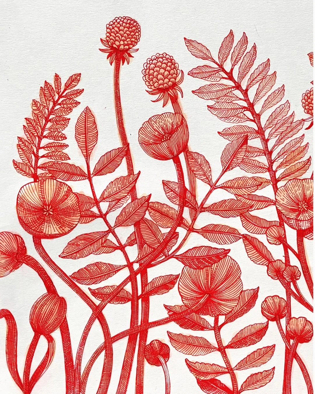 Just red and white line drawing to fill your feed today. #penandink