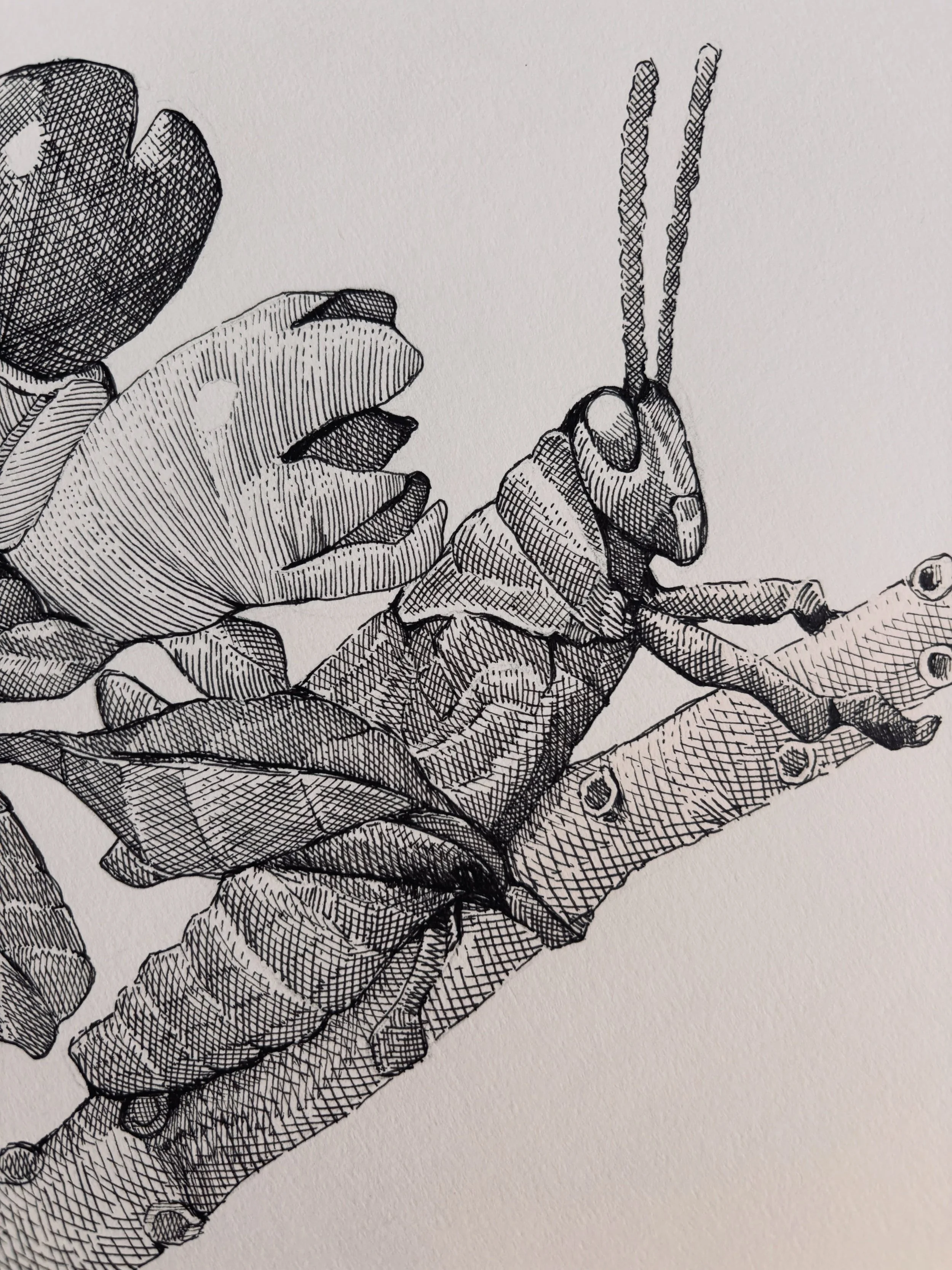 I felt like drawing a grasshopper when I heard the @thetuesdaycollective was this weeks prompt. Part of my black and white series of ink drawings. #linedrawing #grasshopper