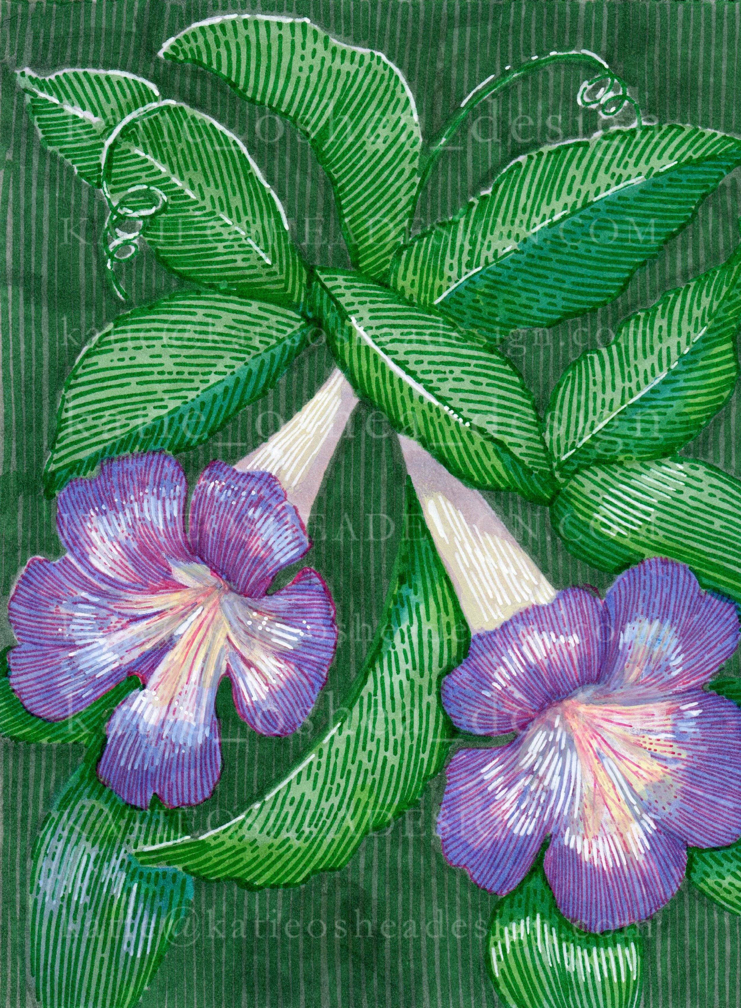 TrumpetVine No16 WM.jpg