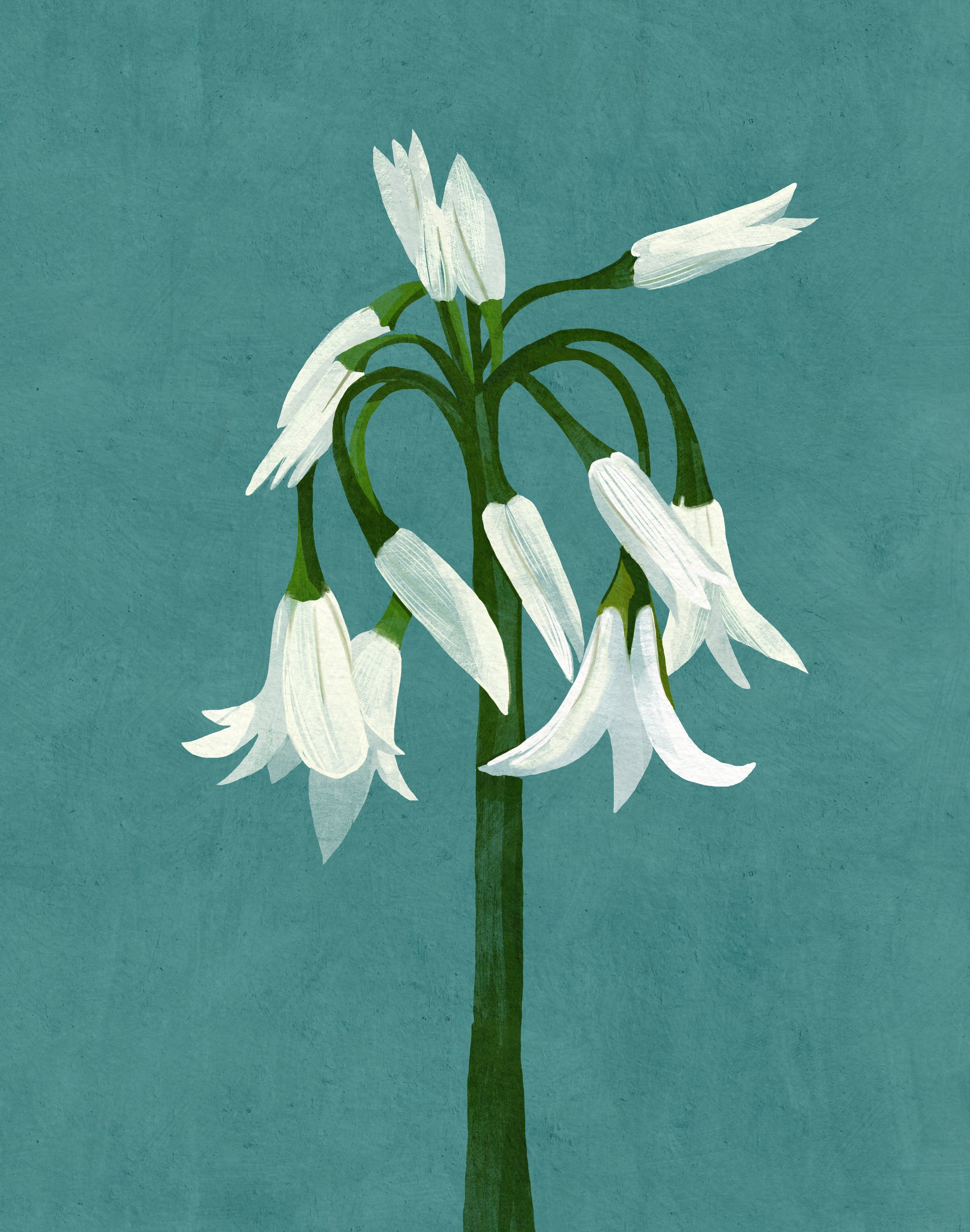 Leeks 2.jpg