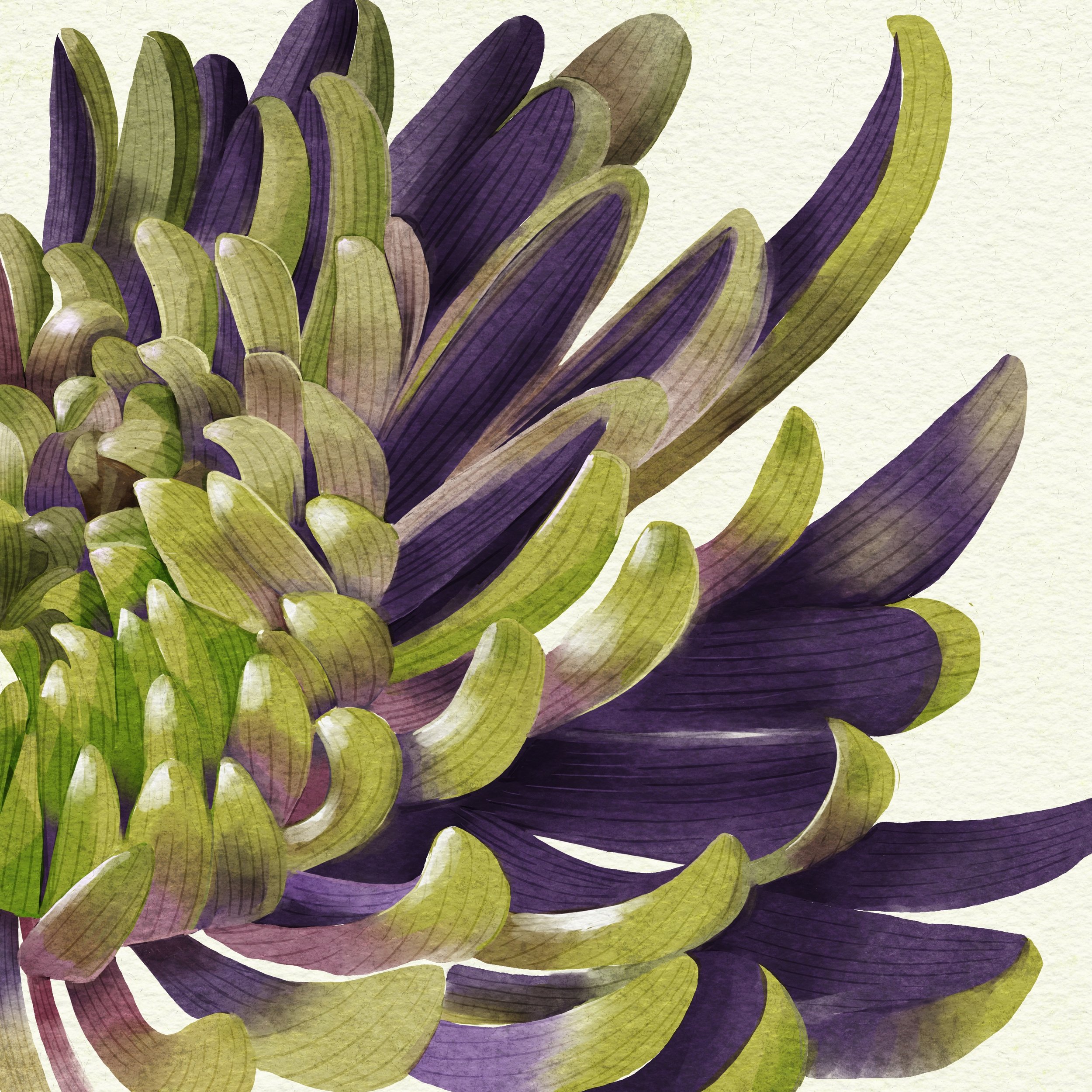 Purple Chrysanthemum .jpg
