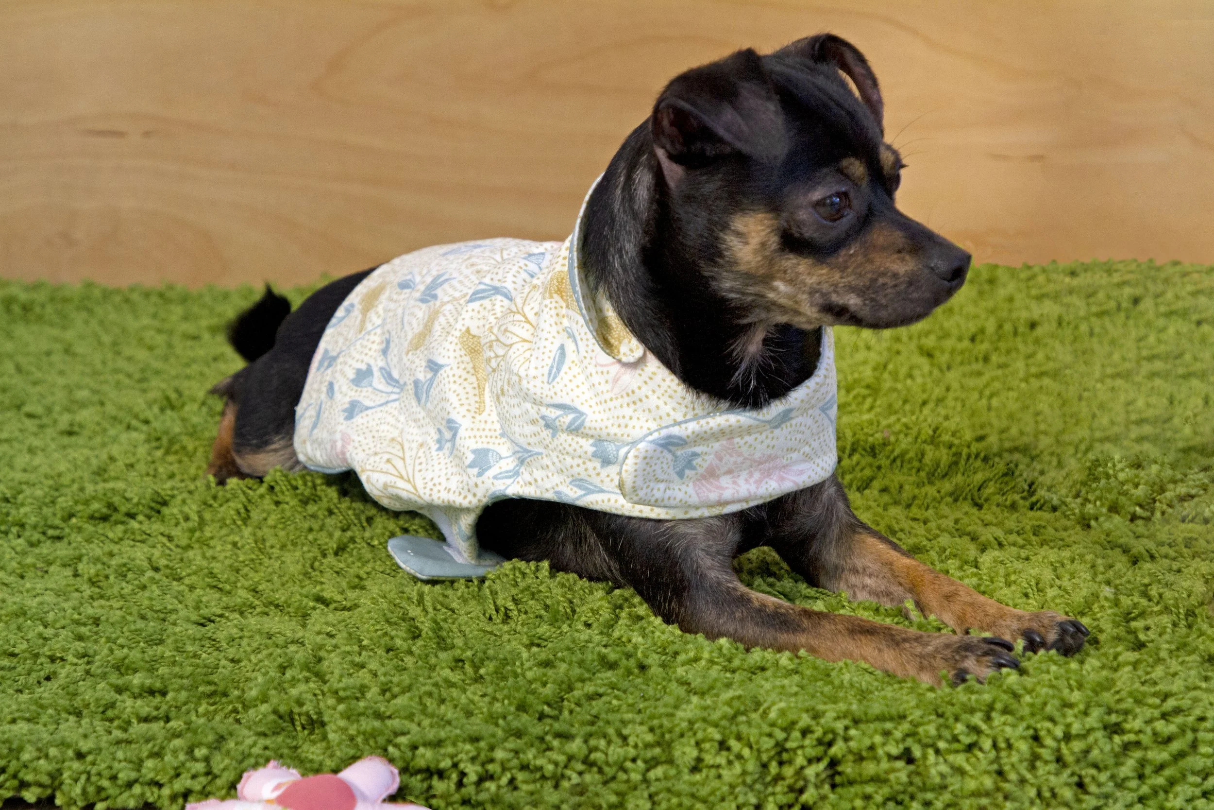 Spring Equinox Dog Vest 2.jpg
