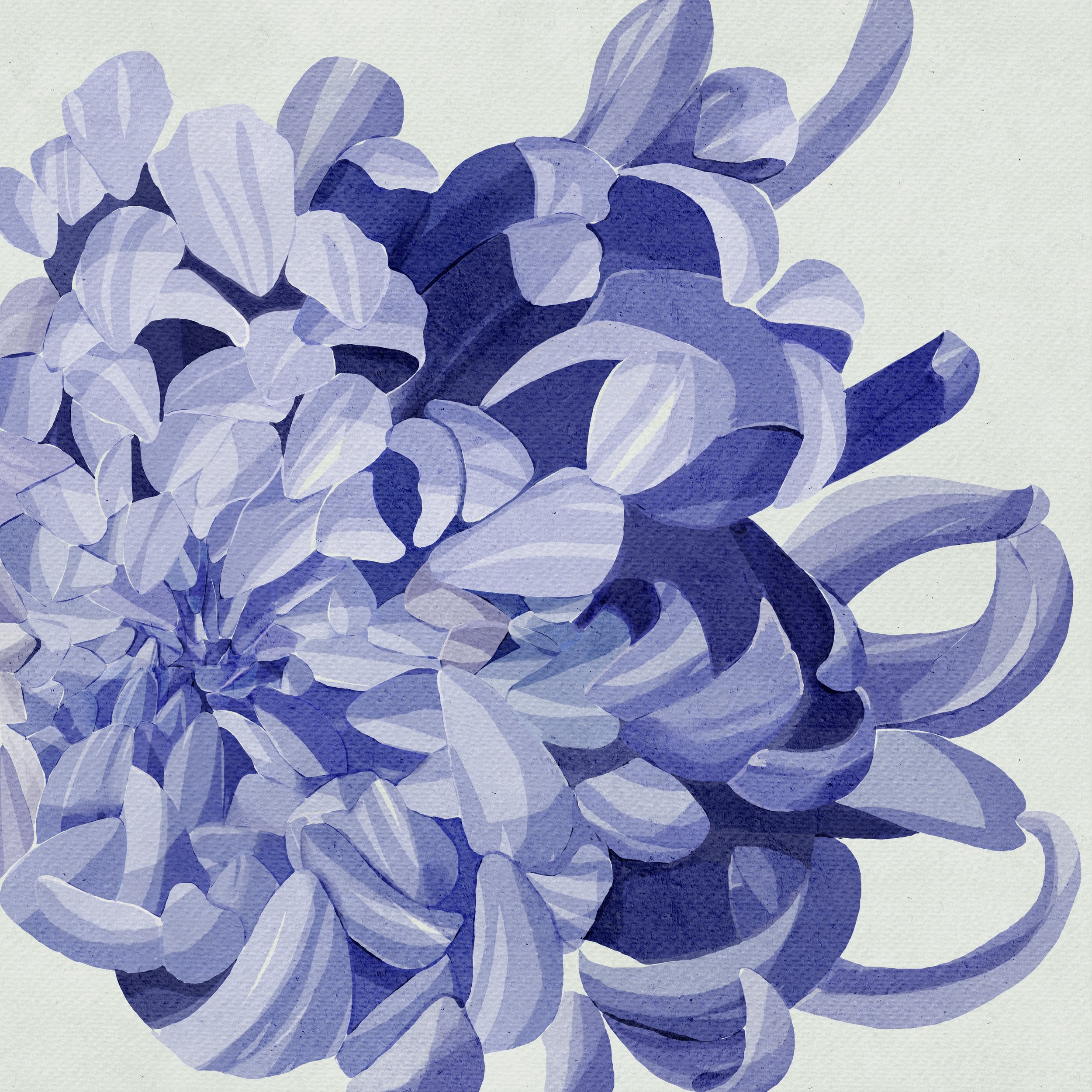 Purple chrysanthemum 2.jpg