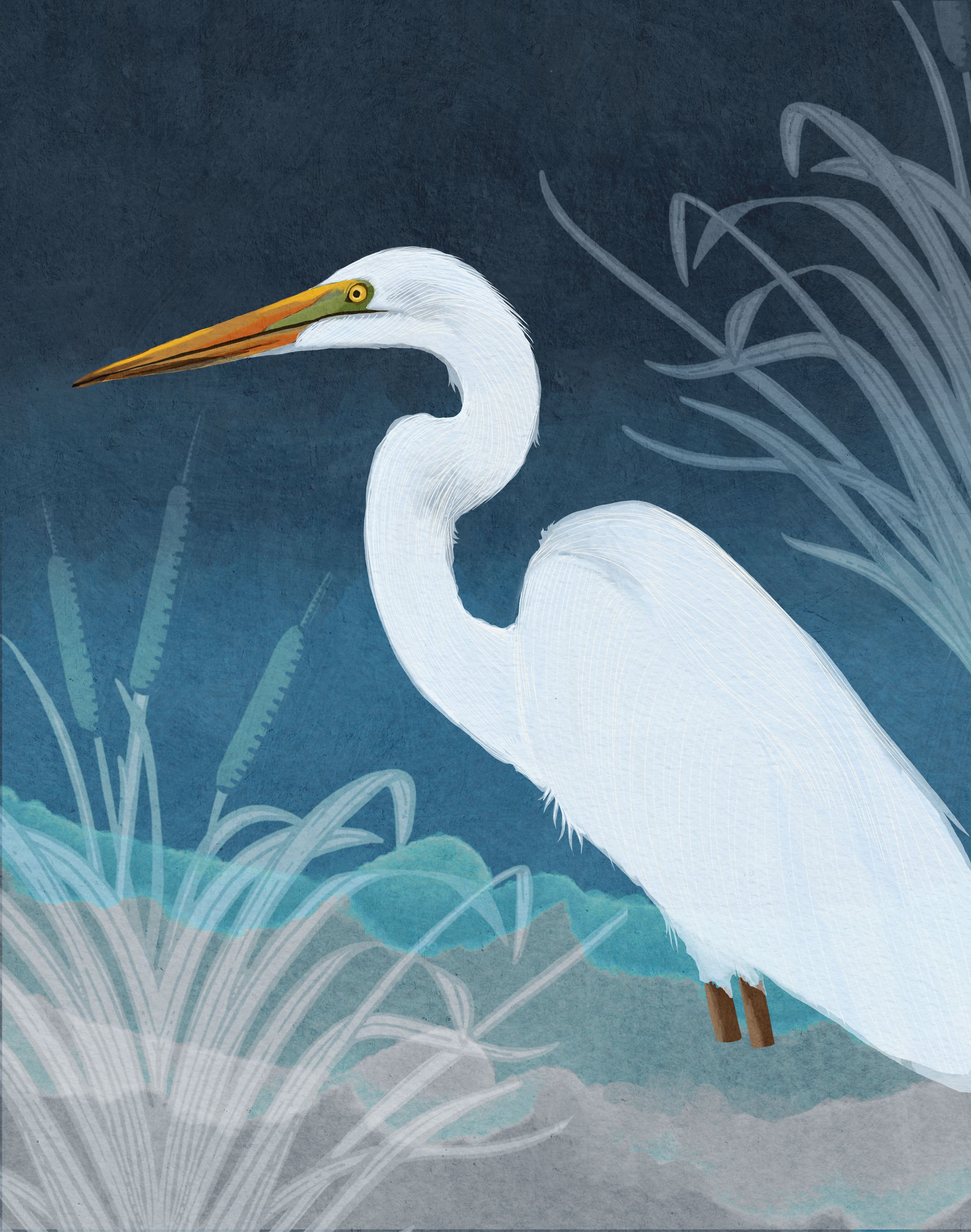 Egret copy.jpg