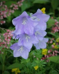 Anderson's Taylor Hill Farm - Granville, NY