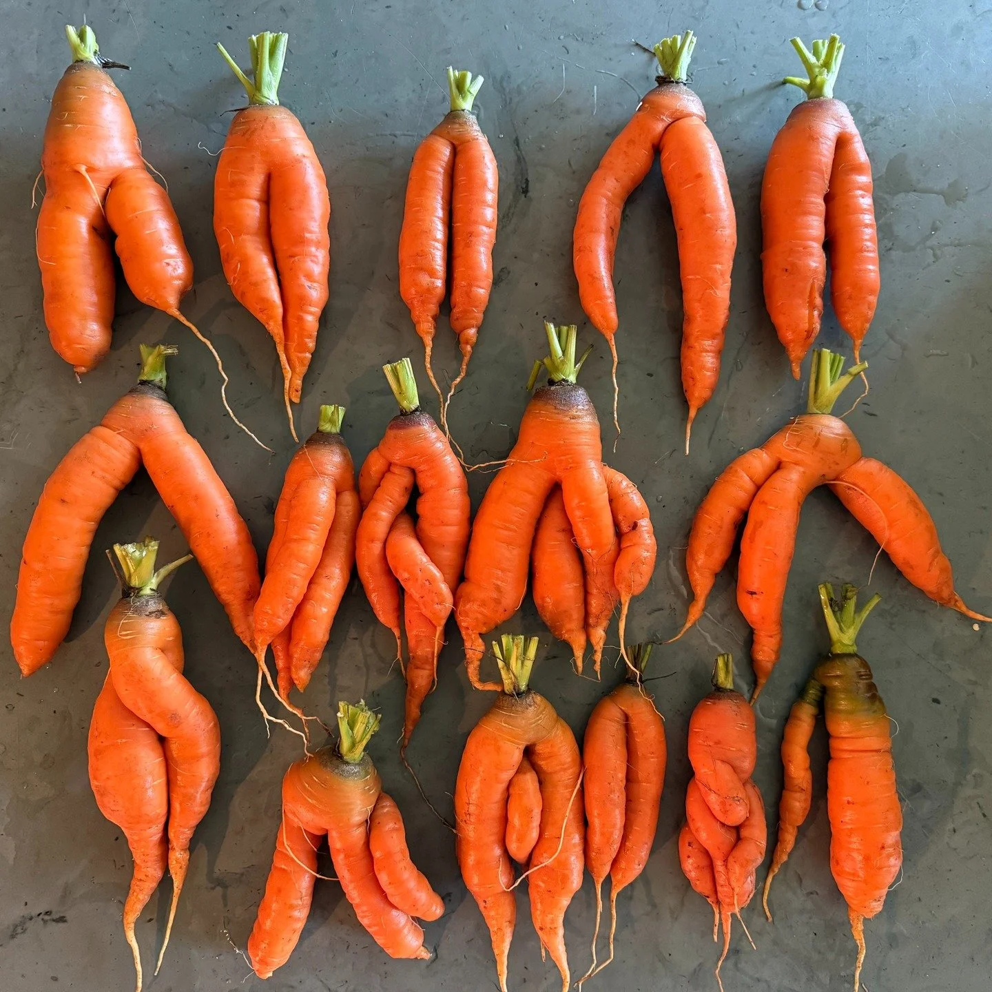 These carrots can walk, but can they talk? It's still cold, but they couldn't carrot all. 😬

Hey Y'all! Not much on here yet but we will get there! We are only halfway through a bitter winter but we can start dreaming now...
 
Thank you for followin