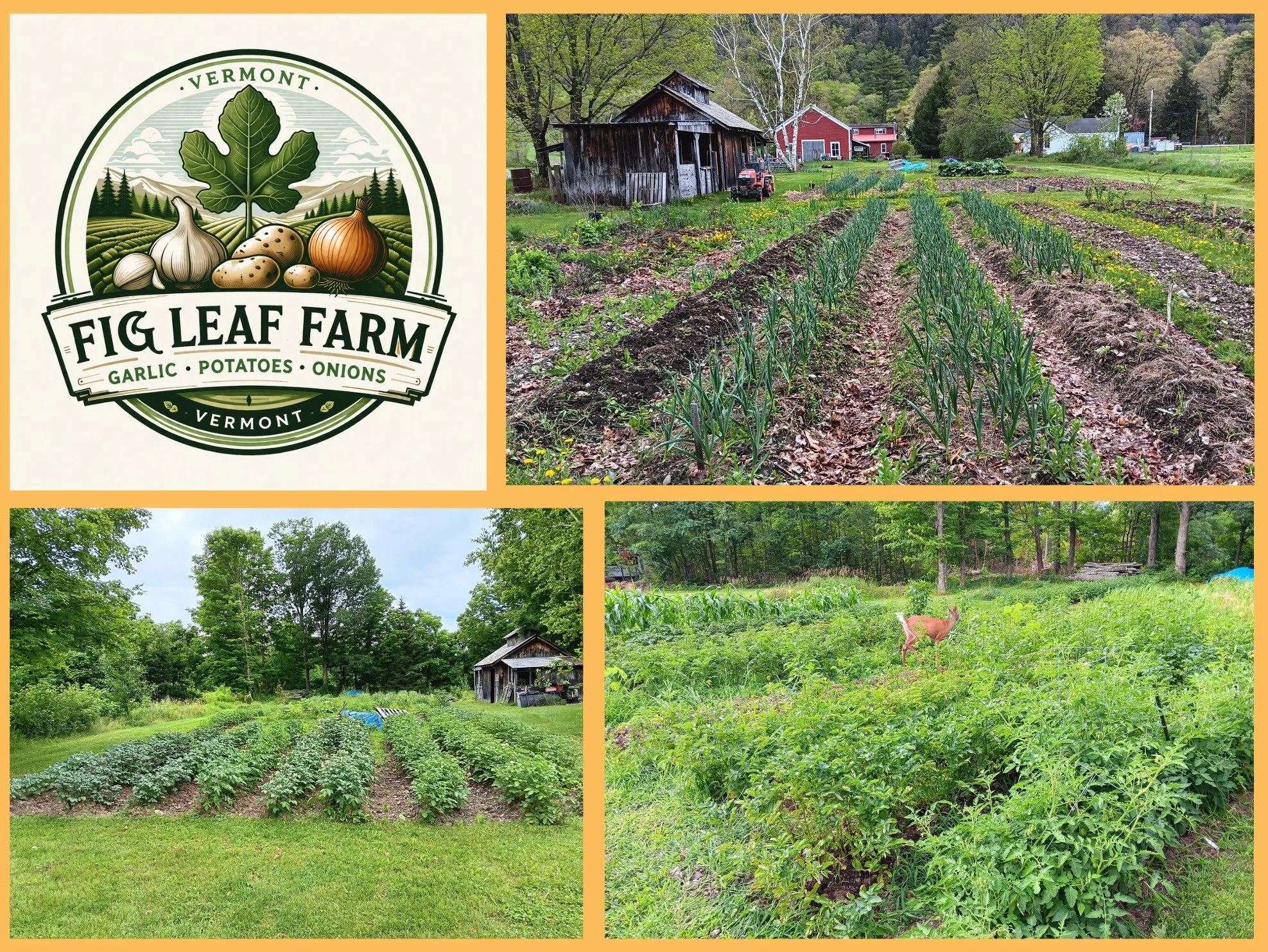 Who likes Potatoes, Garlic &amp; Onions? Well, Fig Leaf Farm does, and they specialize in growing organic certified ones on a precious one-third acre of land in raised beds in Wells, VT. As a late season producer, you will find "Farmer Andy&quot