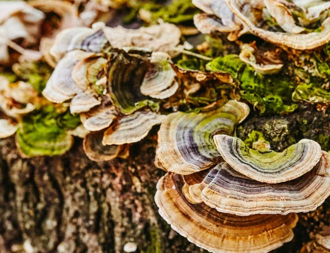 MycoSynergy: Mushrooms You Can Digest