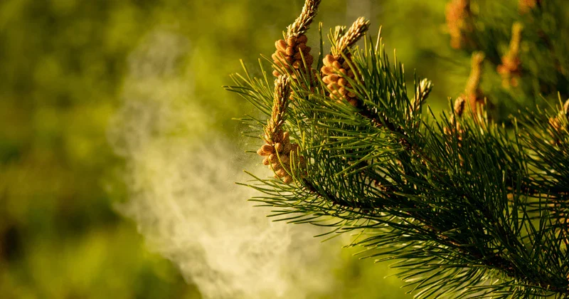 Pine Pollen for Men's Health