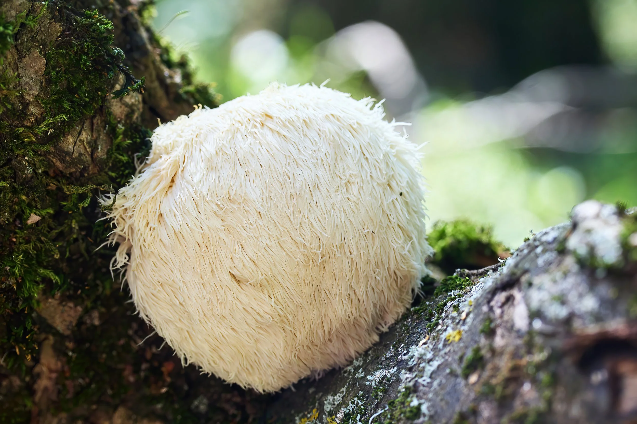 What are Beta-Glucans &amp; Their Role in Everyday Wellness