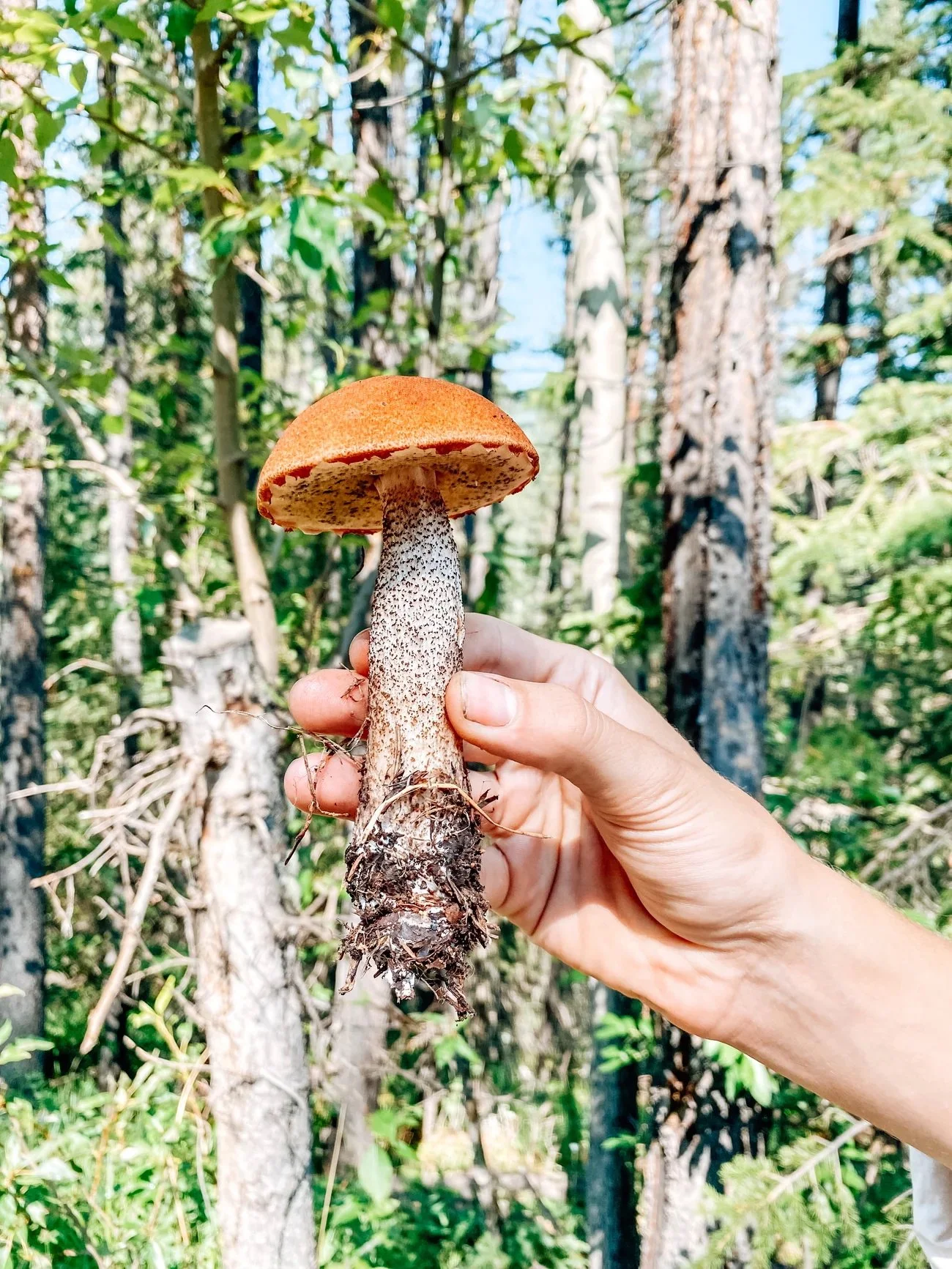 Hand holding a large mushroom with a brown cap and speckled white stem in a forest with tall trees and green foliage.