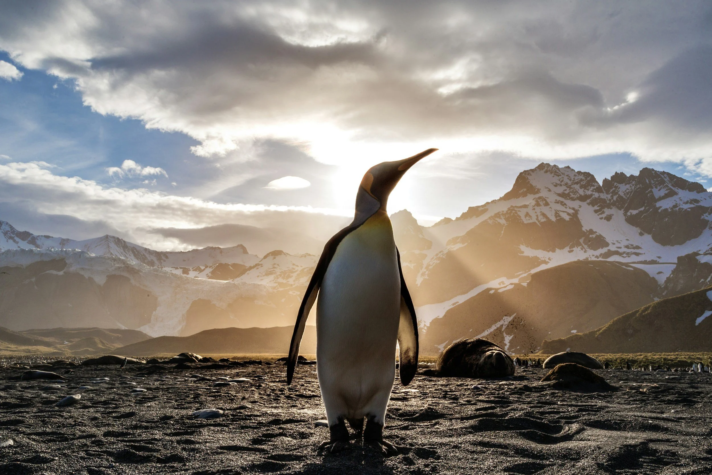 Magnificent penguin in front of rays of sunlight