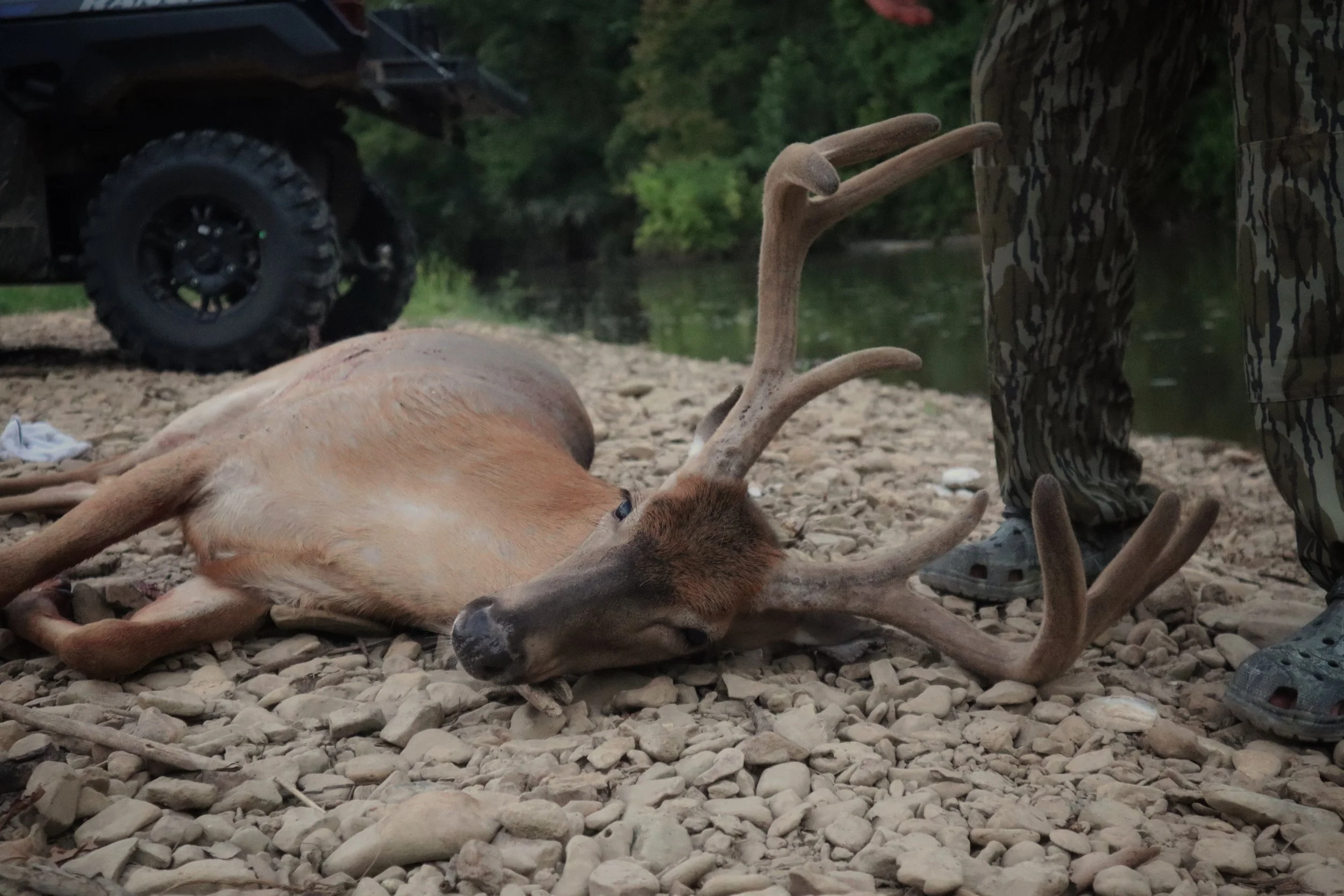 A deer with antlers lying on rocky ground near a body of water, with a person in camouflage pants and a partially visible vehicle in the background.