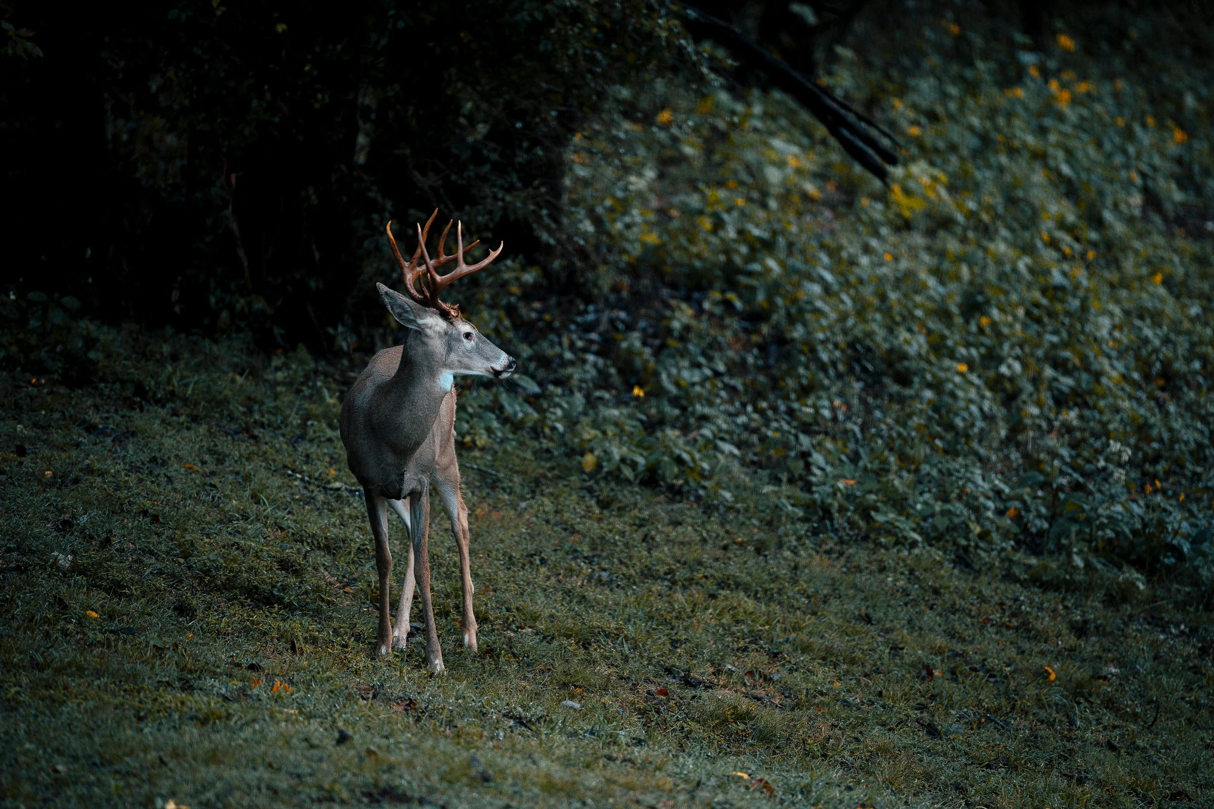 A deer with large antlers standing in a dark, dense forest.