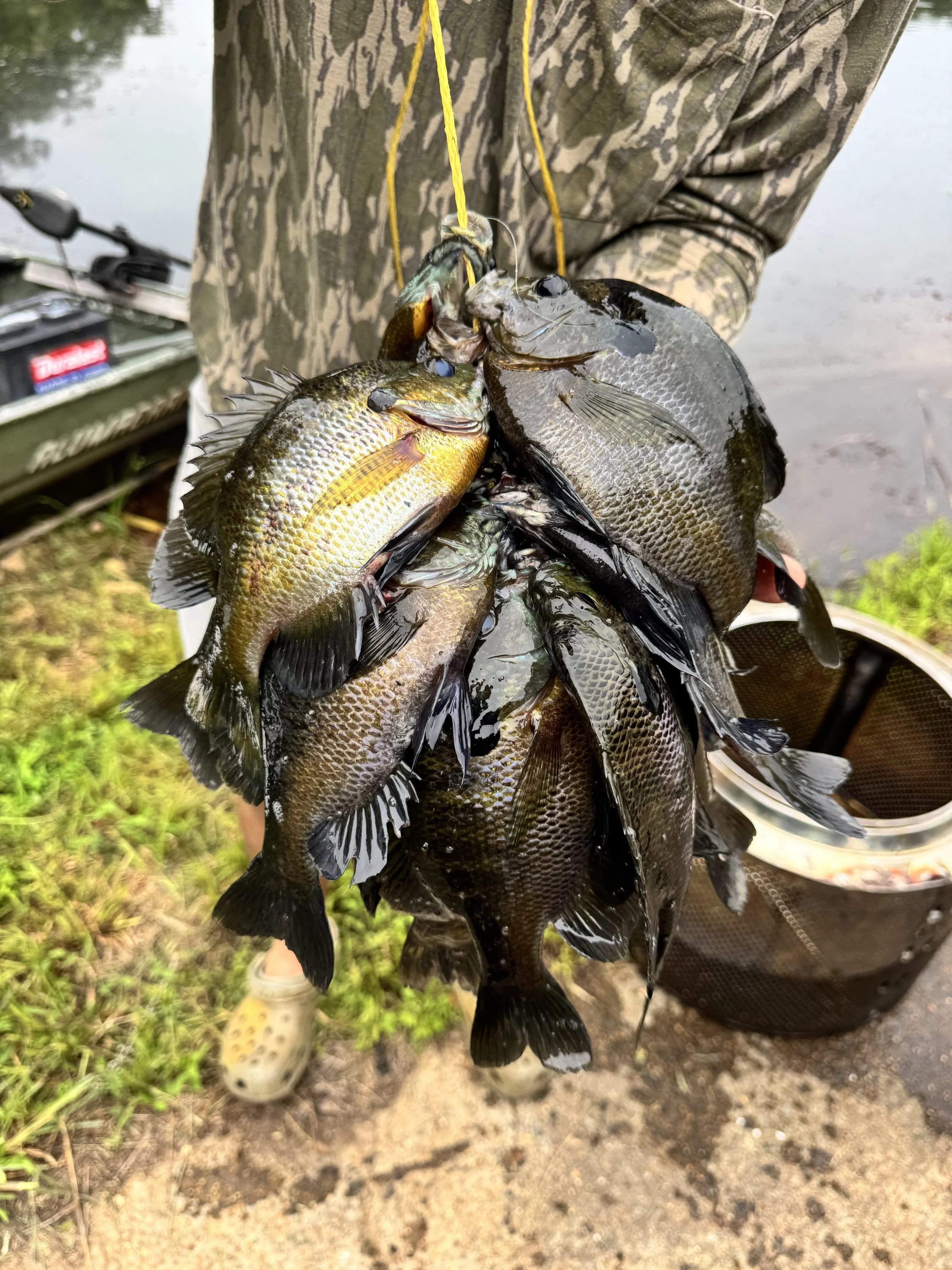 Person holding a string of various freshly caught fish with a boat and water in the background.