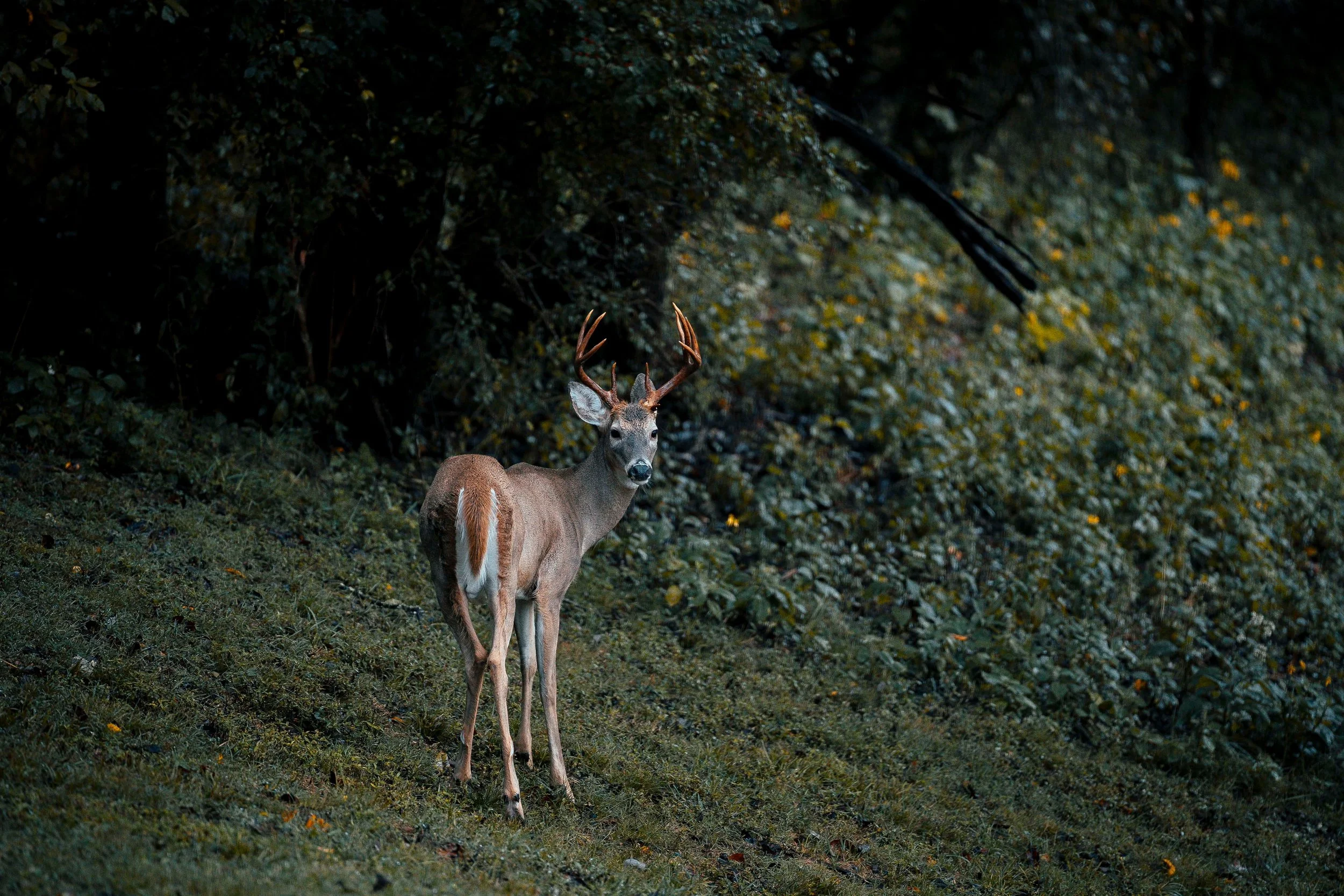 A deer standing on a grassy and leafy ground in a forest, with dense foliage in the background.
