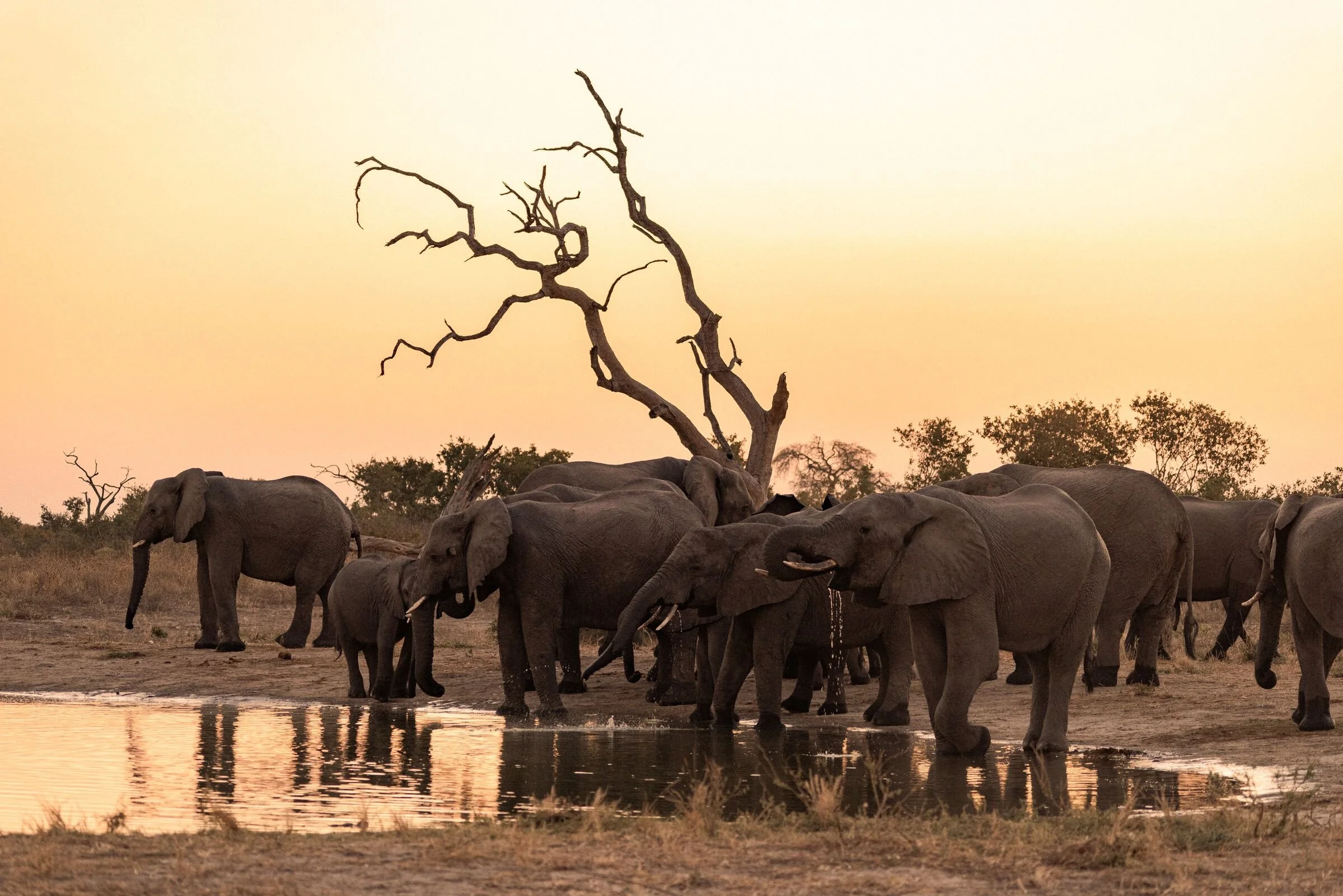 Single Country Safari Planning