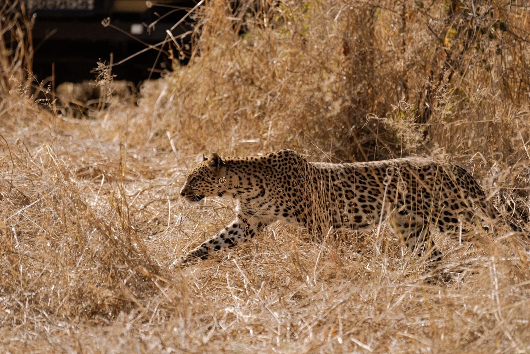 Multi Country Safari Planning