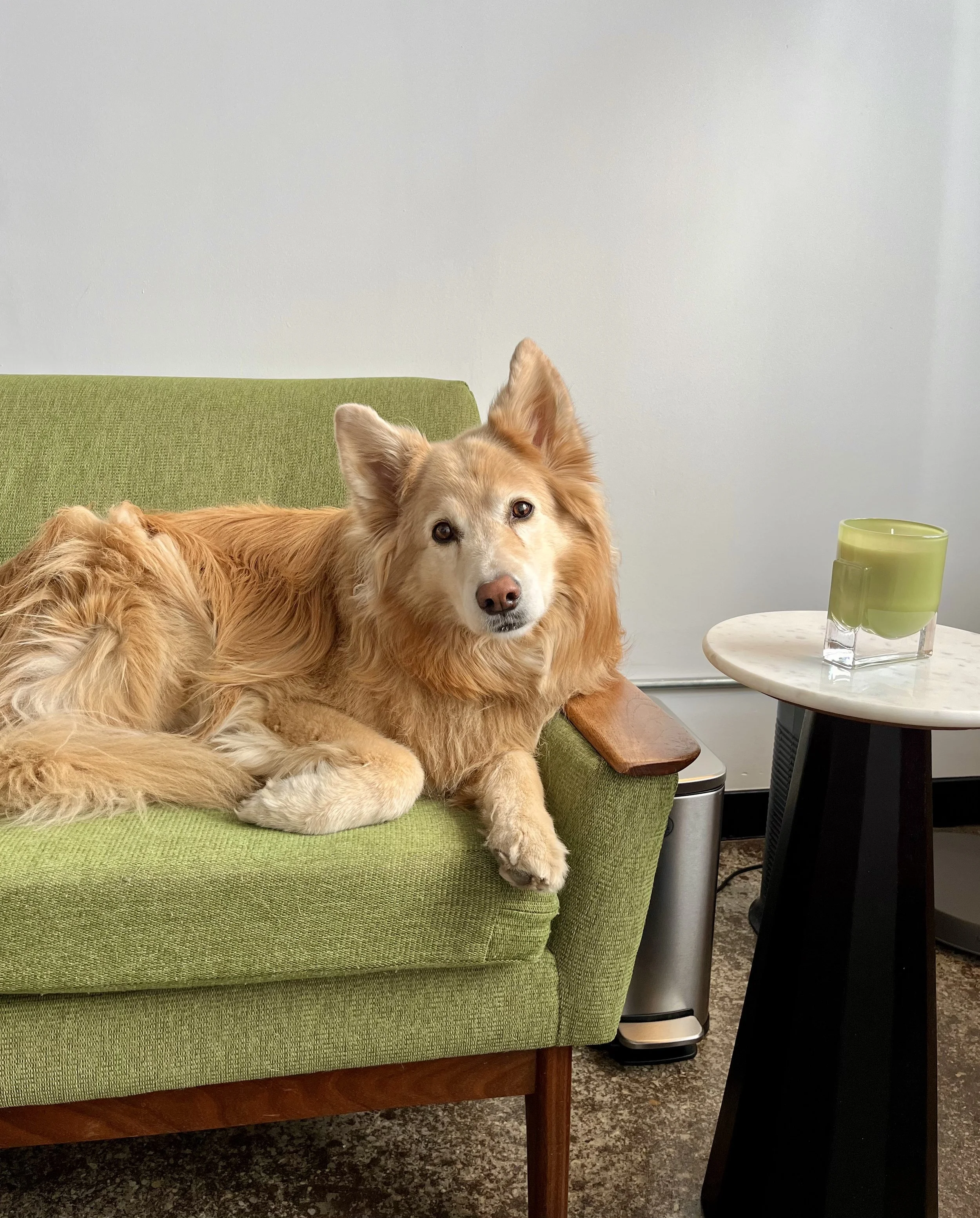 Winston, resident office dog