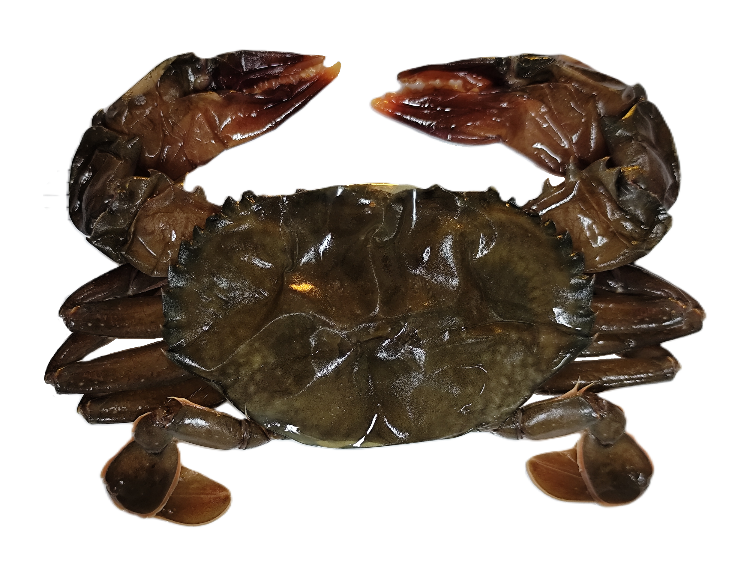 A crab with raised claws and red accent lines around its claws.