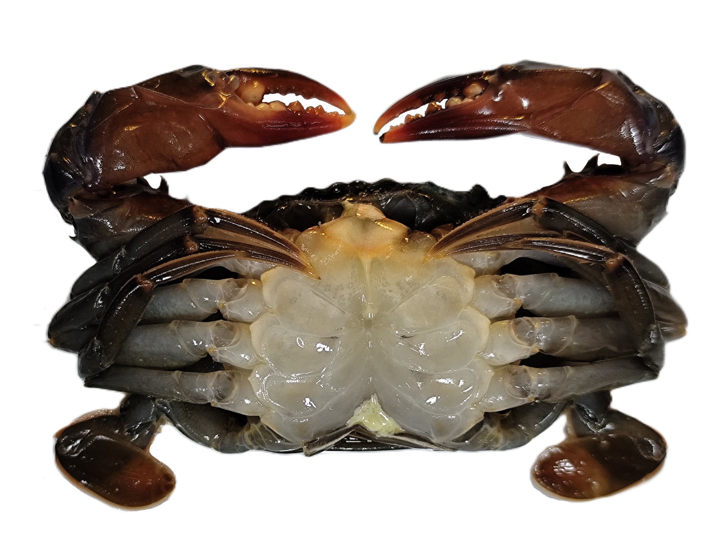 blue-jetty-soft-shell-crabs-back-12oz.png