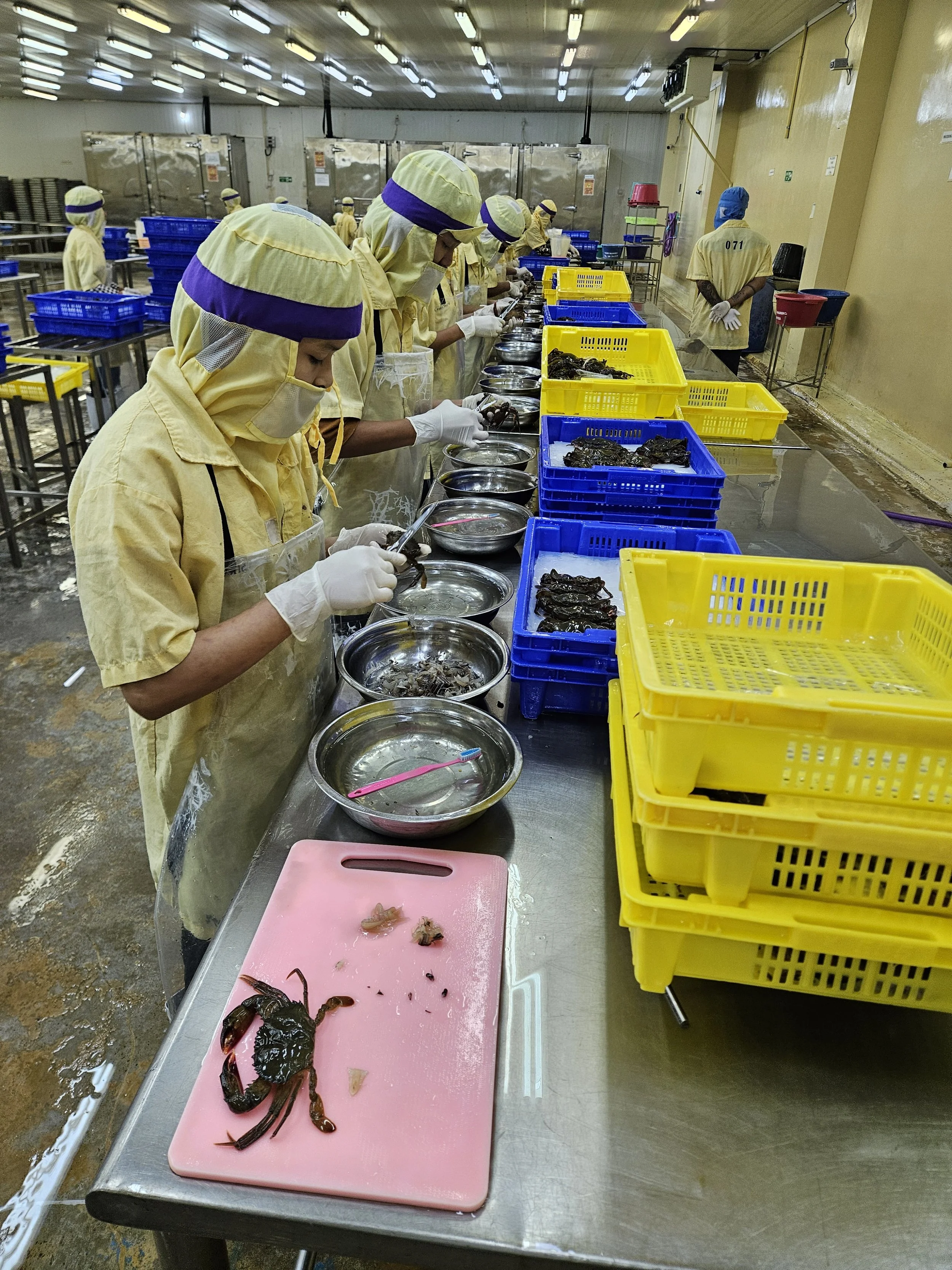 Workers in yellow uniforms and gloves processing seafood in an industrial seafood processing plant.