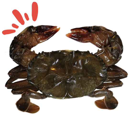 Soft shell crab with claws upraised and a red emphasis above the left claw