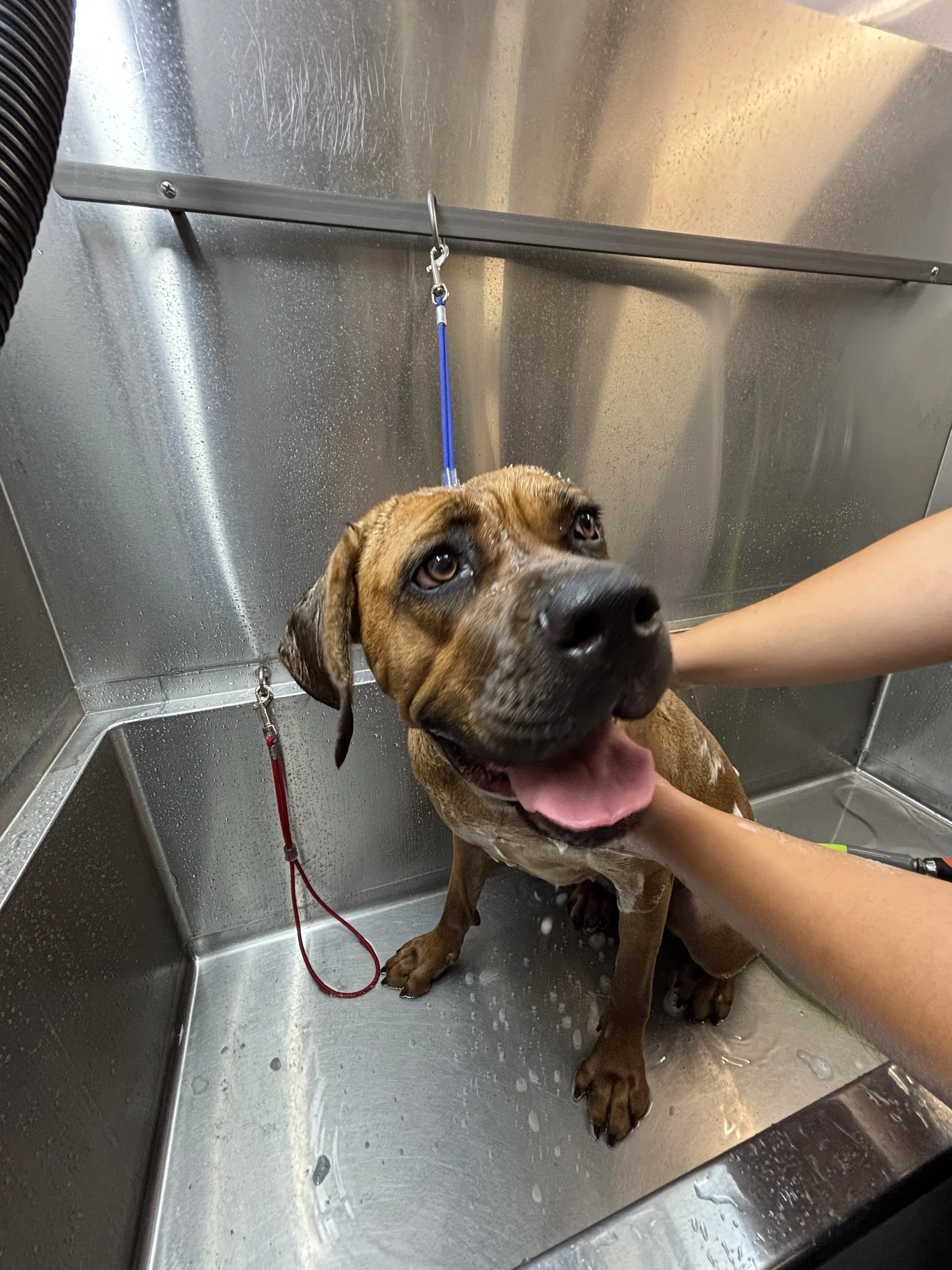 A brown dog with wet fur and floppy ears is taking a shower in a metal sink, with water and soap bubbles on its body. A person's arm is visible, holding the dog in place.