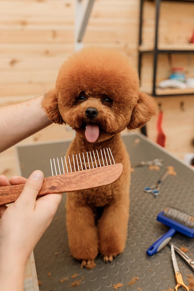 A small brown poodle getting a grooming, with a fluffy head and a happy expression, tongue out. Grooming tools are visible on the table.