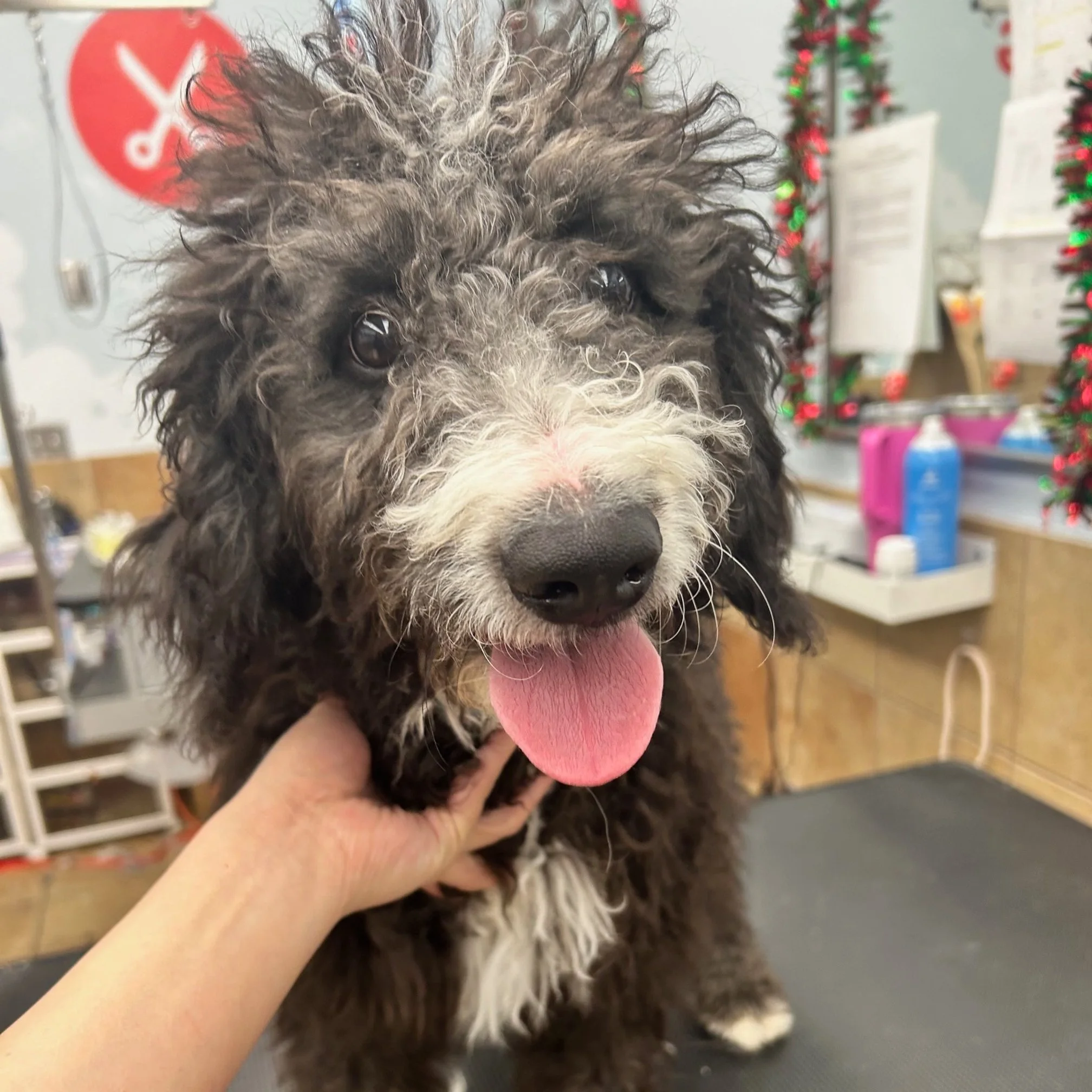 Close-up of a black curly-haired puppy with a white snout and pink tongue being held by a person with a hand on its chest.