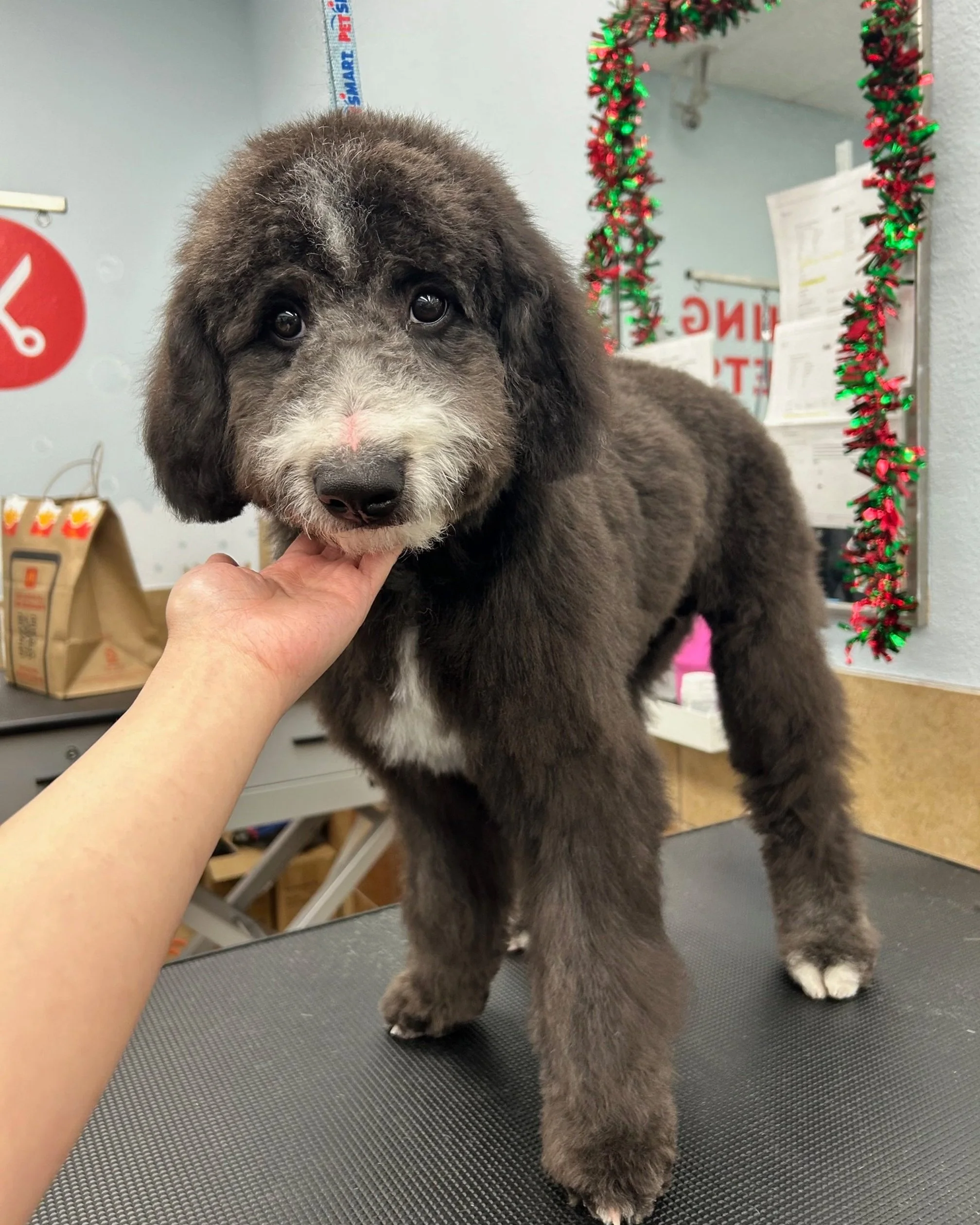 A cute, fluffy puppy with a gray and black coat standing on a grooming table. The puppy has large, expressive eyes and a pink nose. There is a human hand gently holding the puppy's chin. In the background, there are holiday decorations with red and g