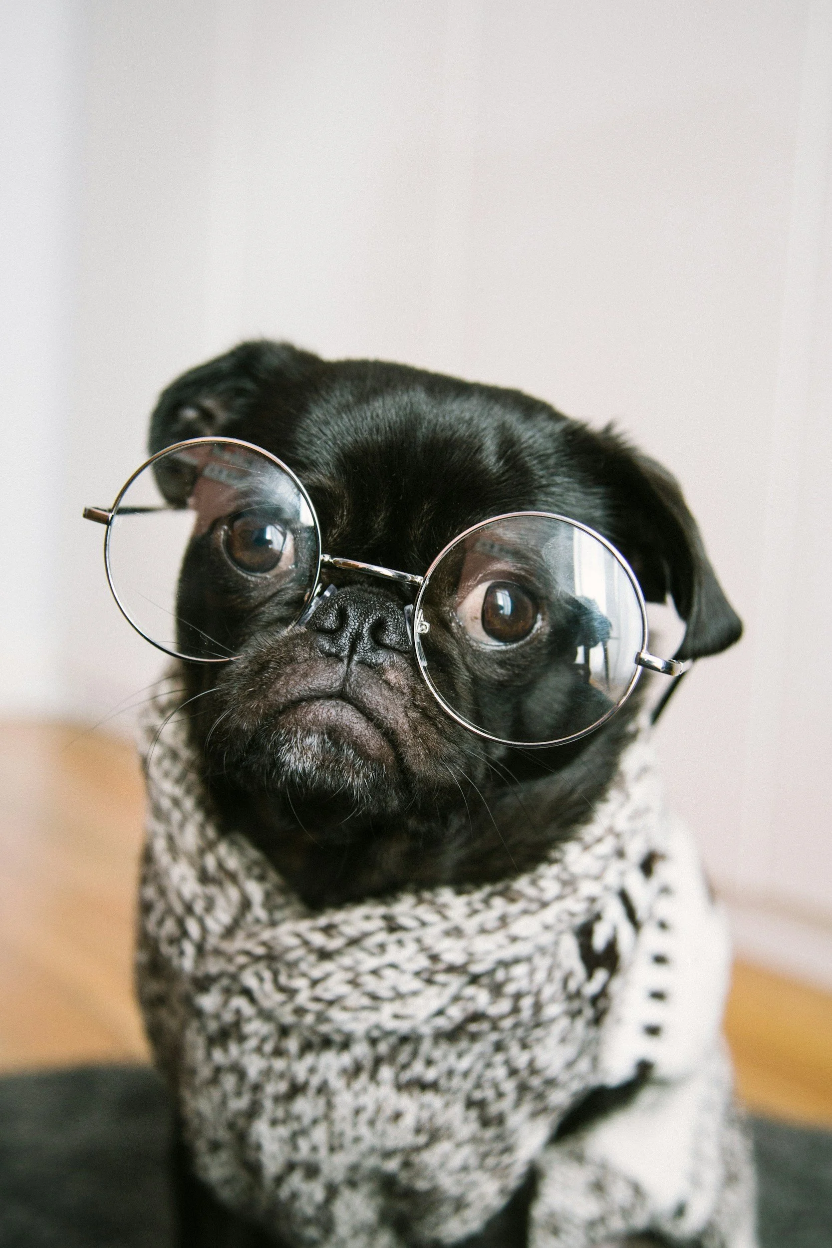 Close-up of a black dog wearing round glasses and a white knitted sweater with black spots, standing indoors.