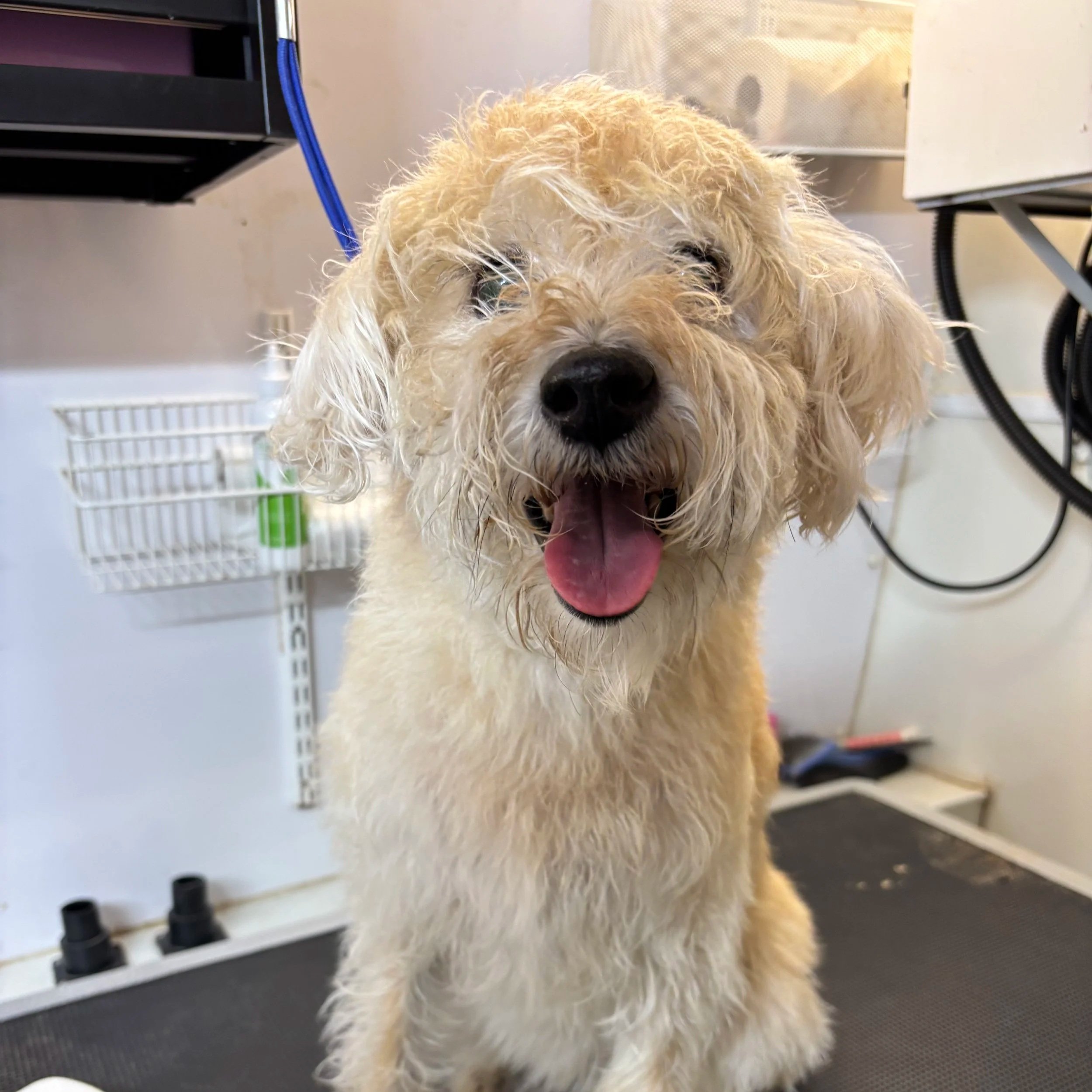 Fluffy cream-colored dog sitting on the grooming table during a mobile dog grooming appointment.