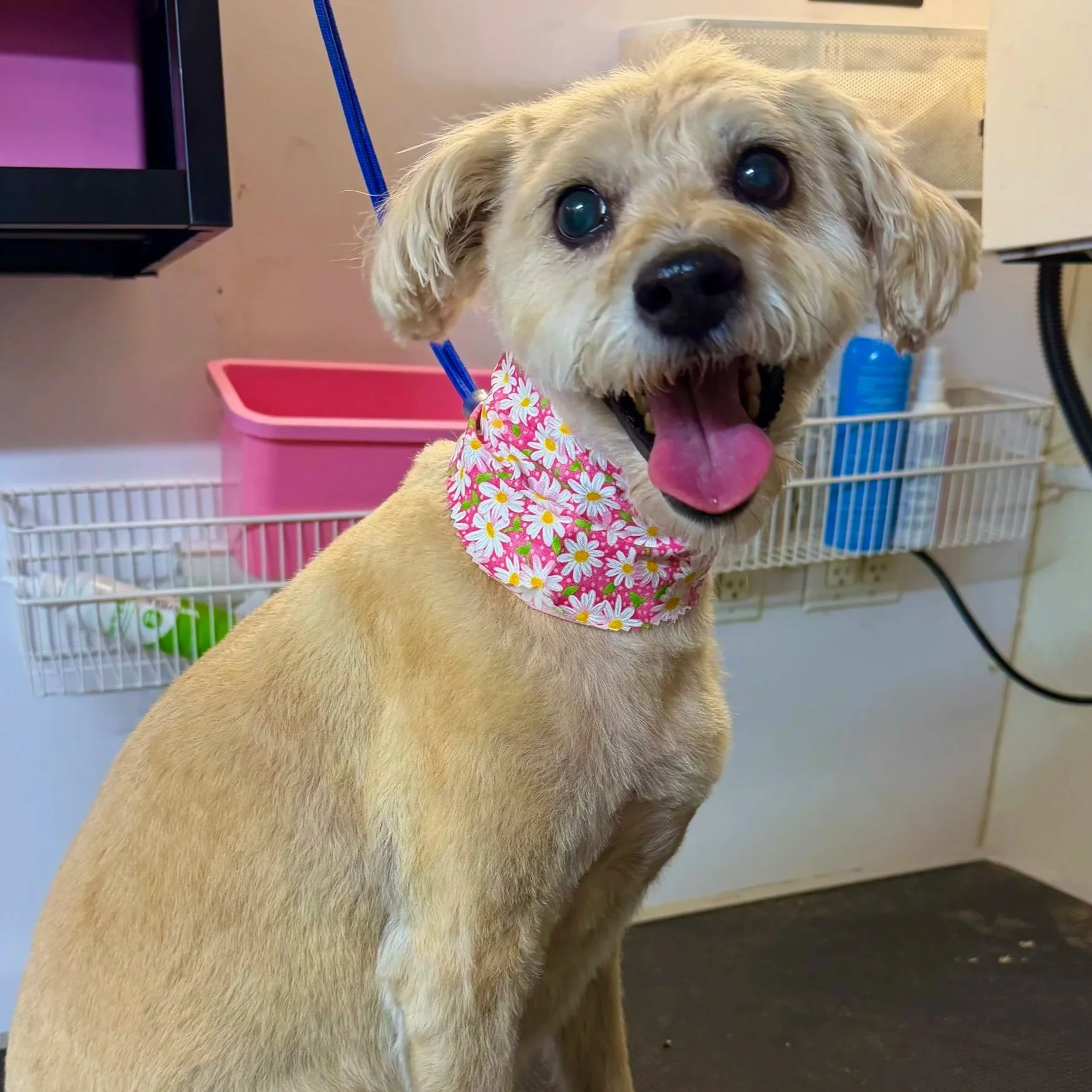Happy golden-colored dog wearing a pink floral bandana after a mobile grooming appointment.
