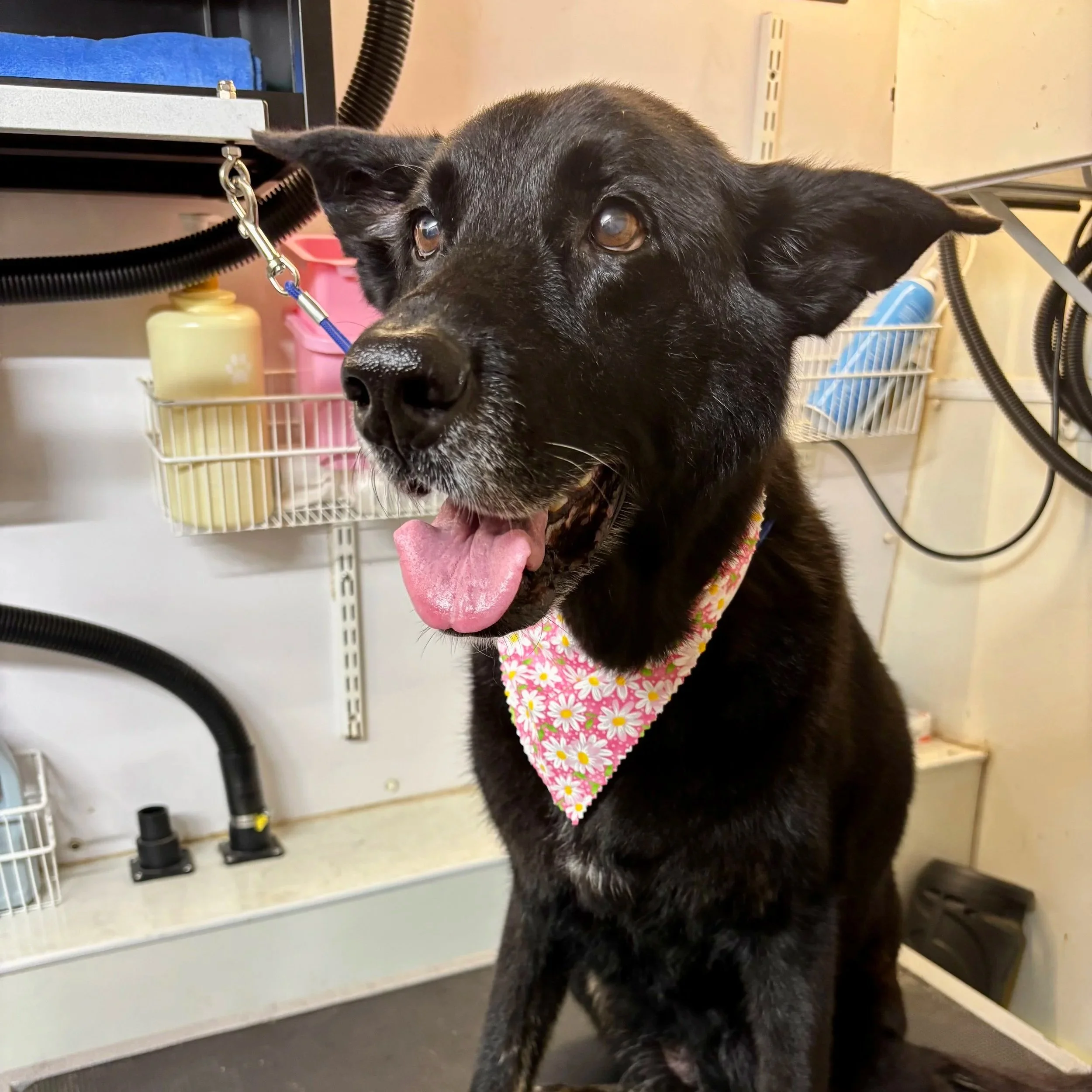 Happy black dog wearing a floral bandana after a professional mobile dog grooming appointment.