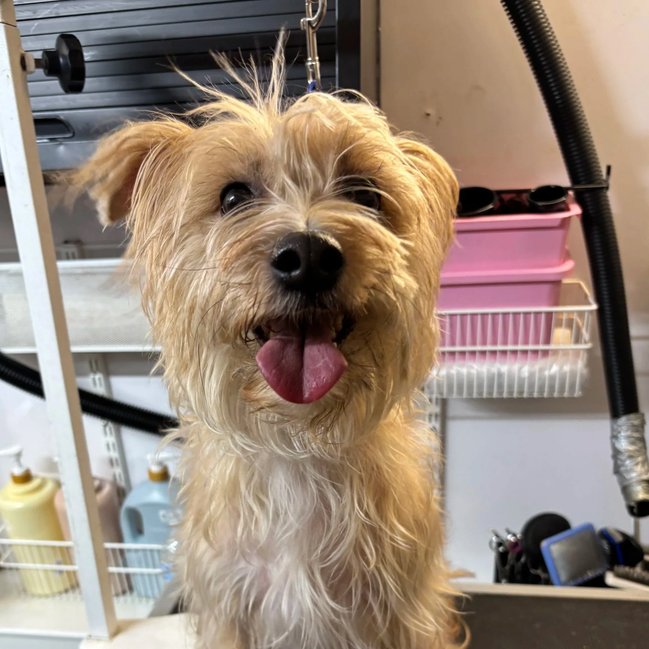 Close-up of a fluffy, tan-colored dog with wet fur, looking directly at the camera with its tongue slightly out, inside a grooming station.
