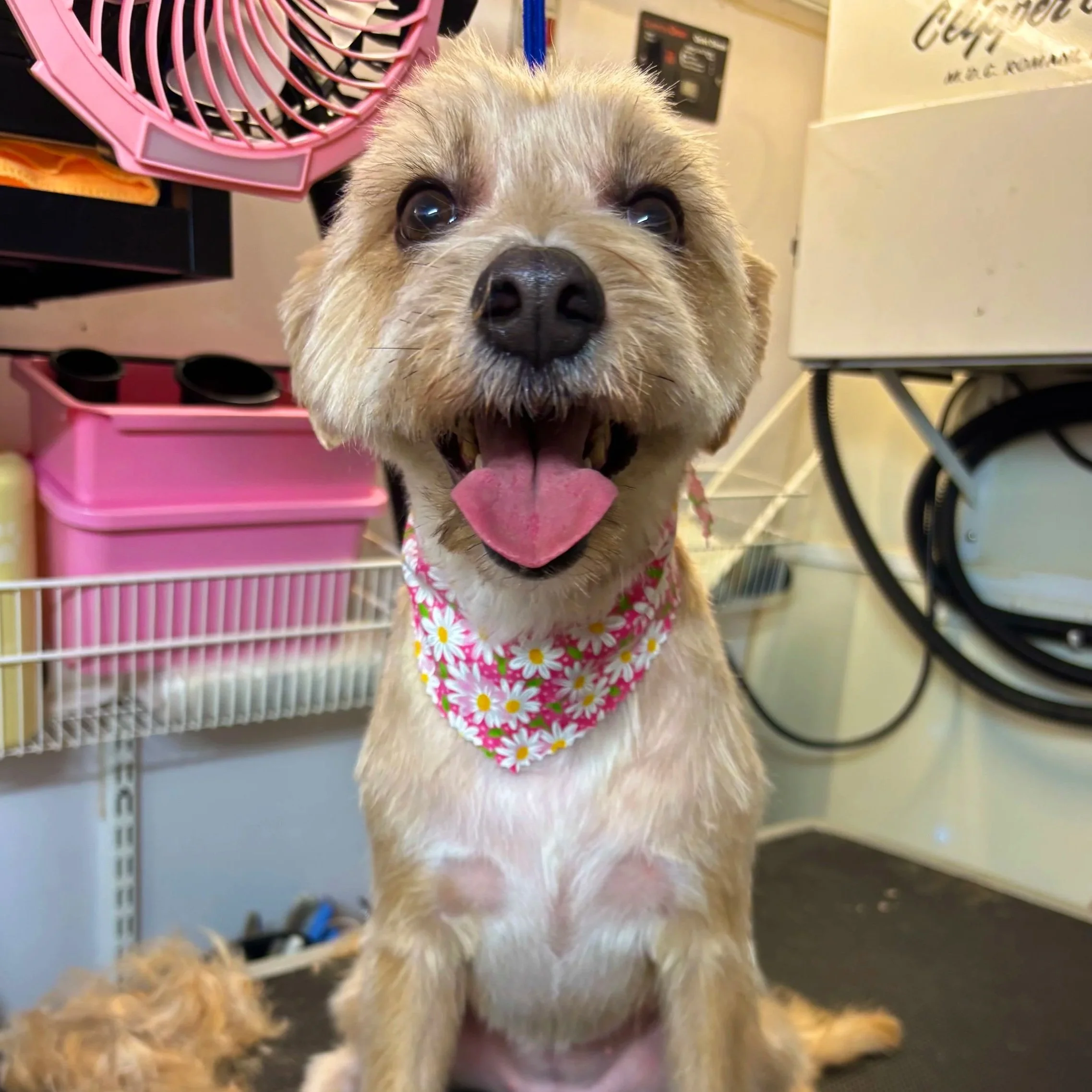 Close-up of a small dog with tan fur, big dark eyes, and an open mouth with its tongue out, wearing a pink and white daisy-patterned bandana, standing inside a store.