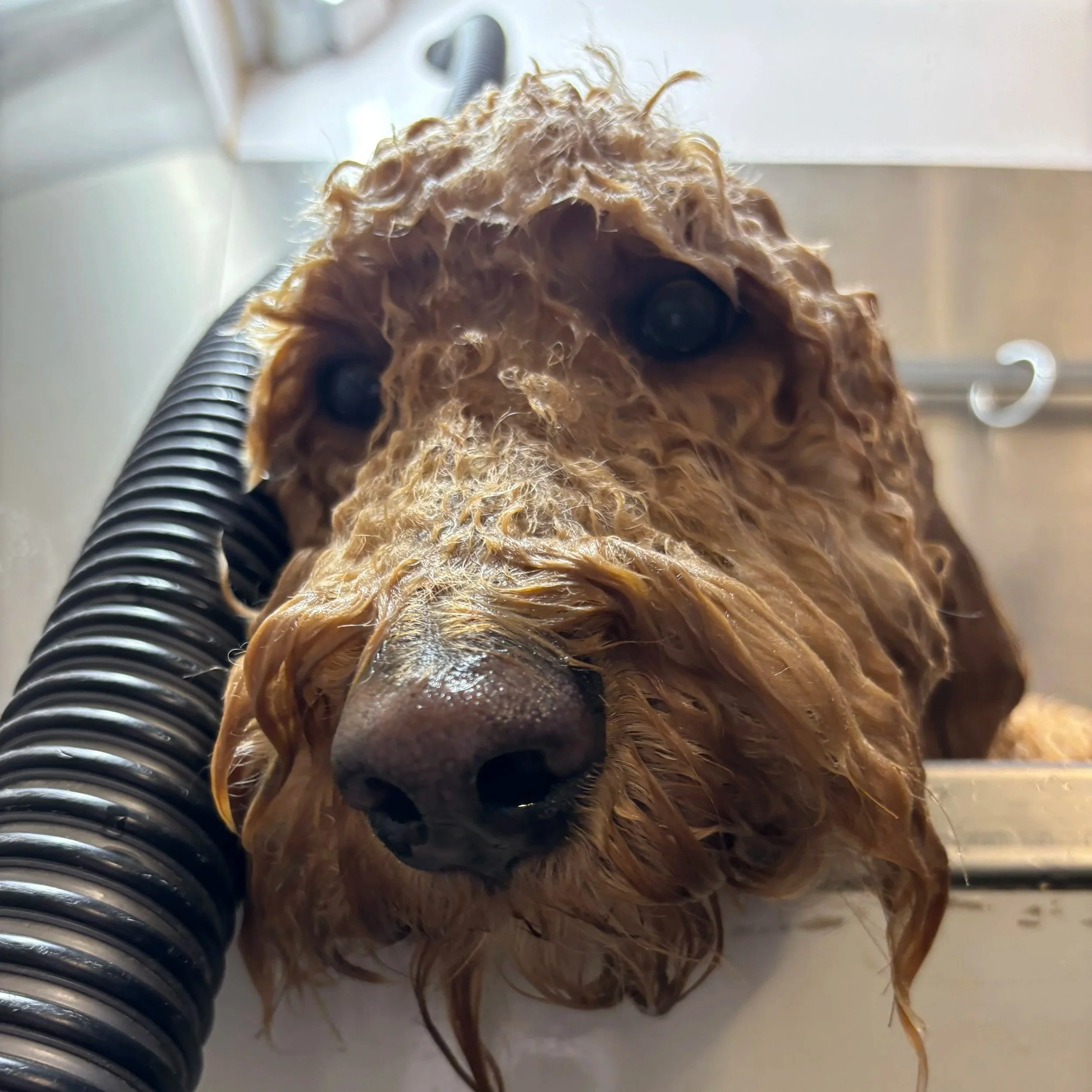 Close-up of a small dog with curly, brown fur lying on its back on a white surface, with a black and silver tube near its head.