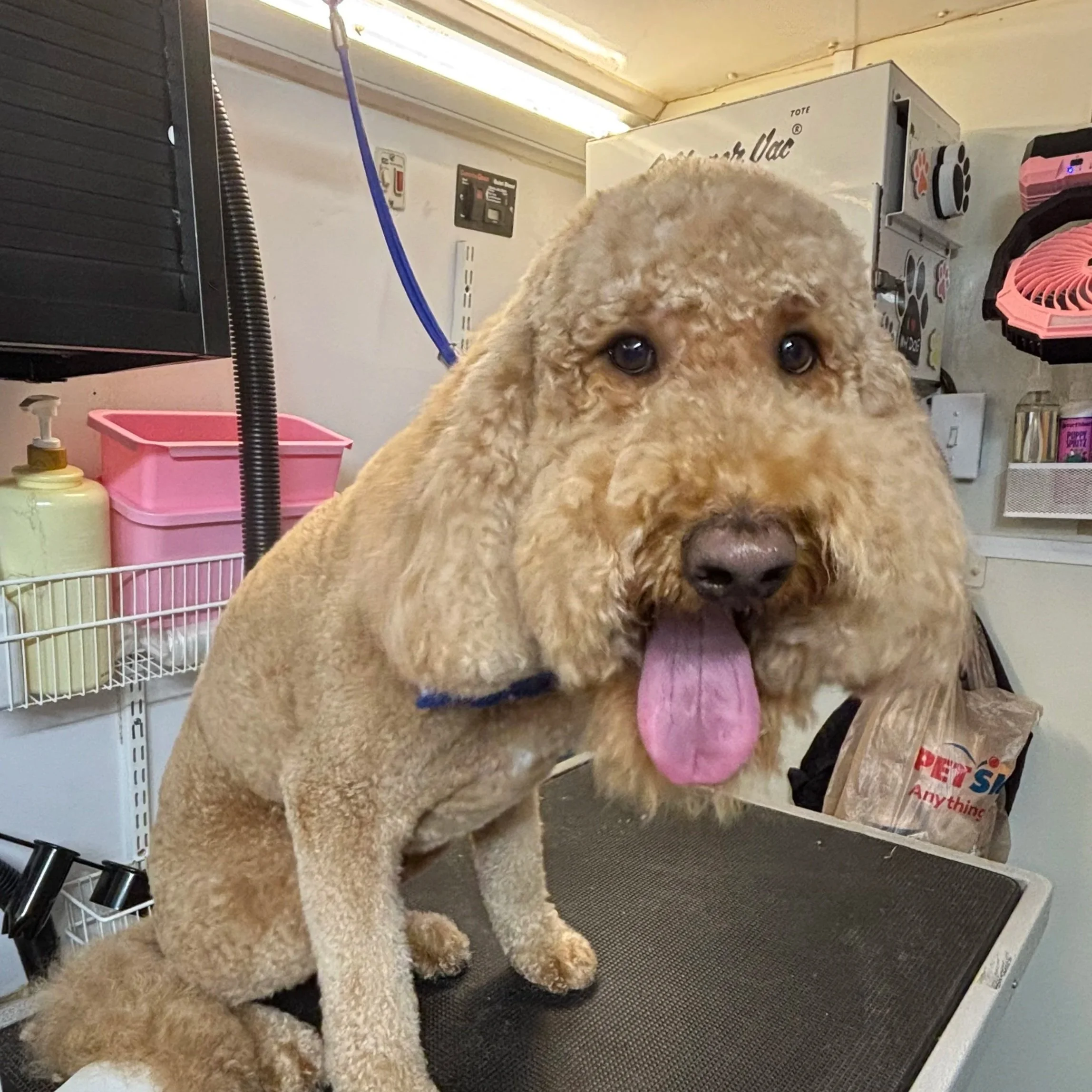 A cream-colored, curly-haired dog sitting on a grooming table, with its tongue out, in a grooming salon with various equipment and supplies in the background.